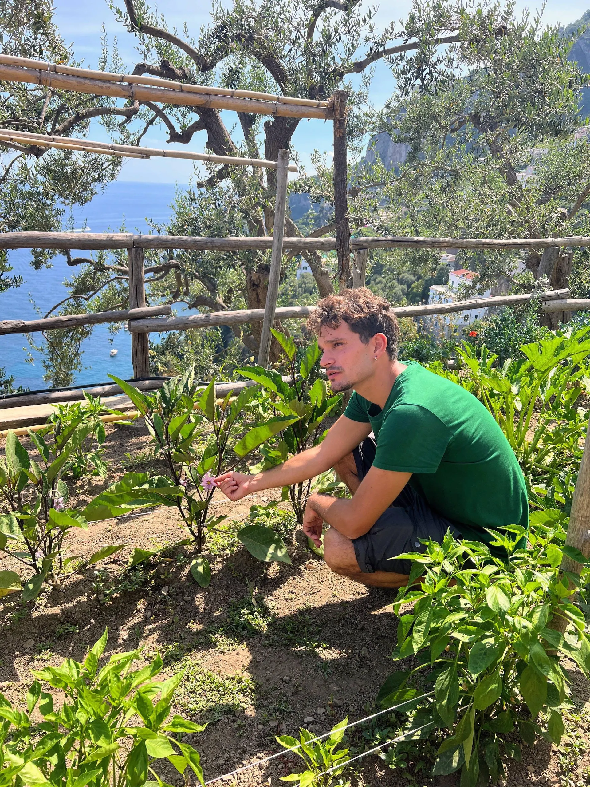 A host in a green T-shirt crouching among aubergine plants in a terraced vegetable garden, with olive trees and the sea behind