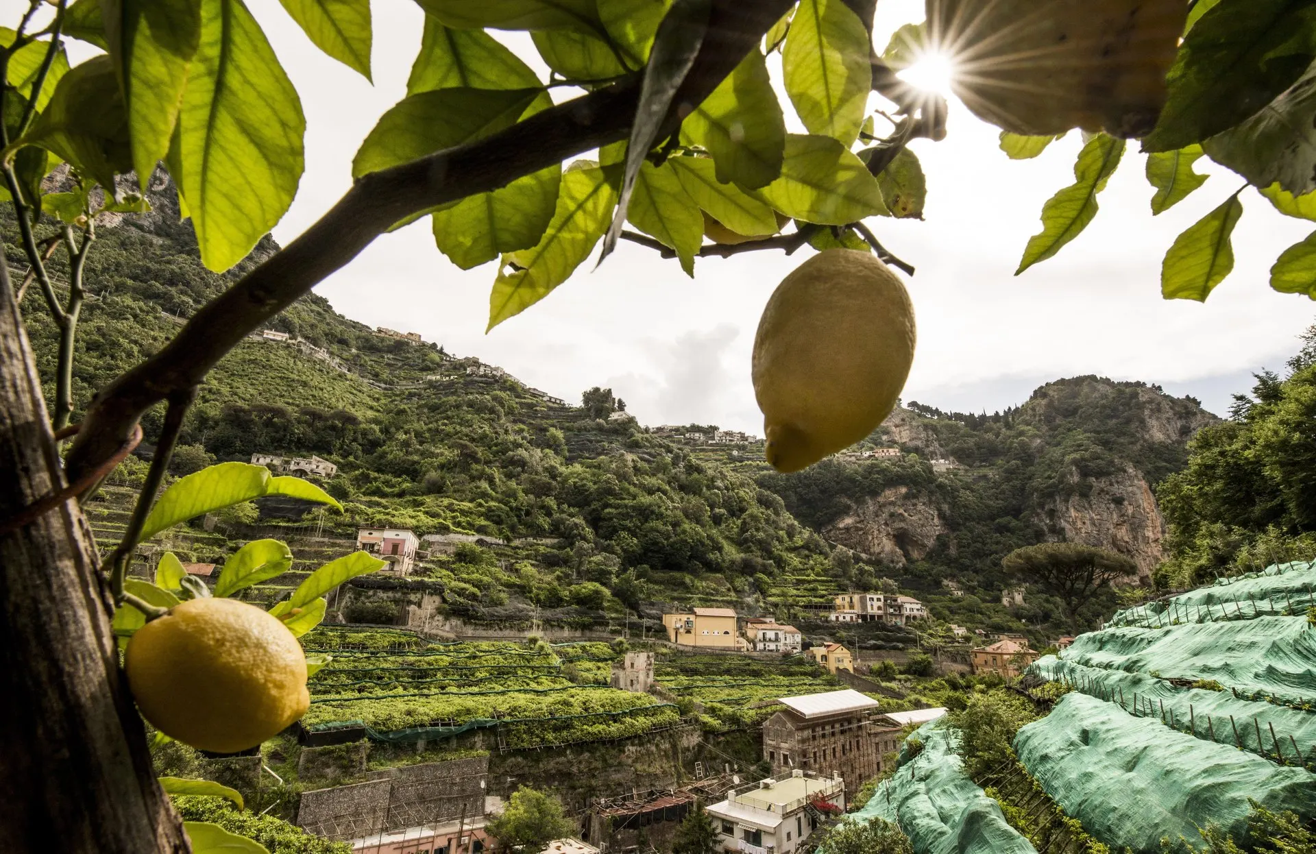 A lemon hanging from a branch above terraced lemon groves under green shade nets, with houses on the slopes of a steep valley