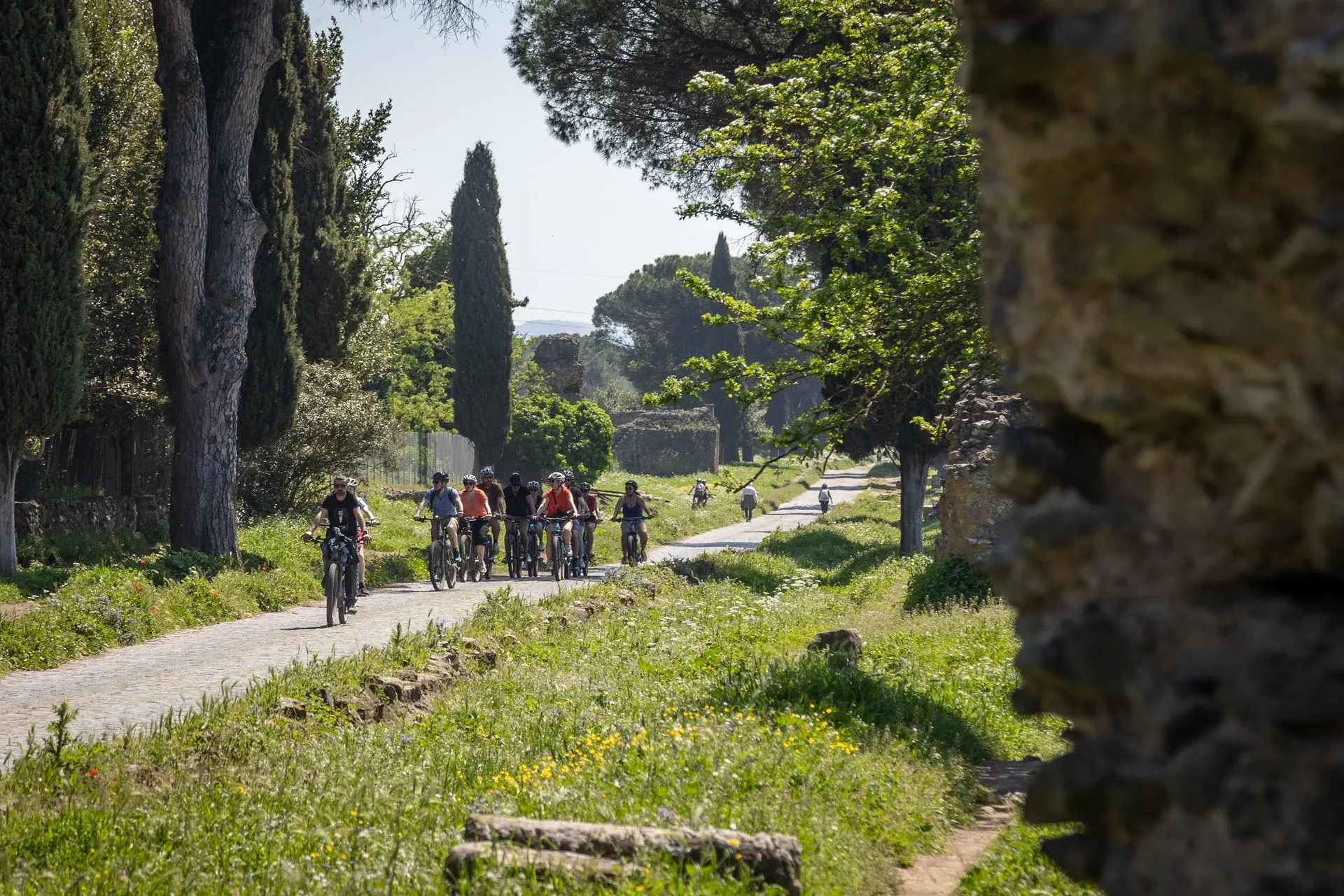 A group of cyclists riding along the Appian Way between cypresses