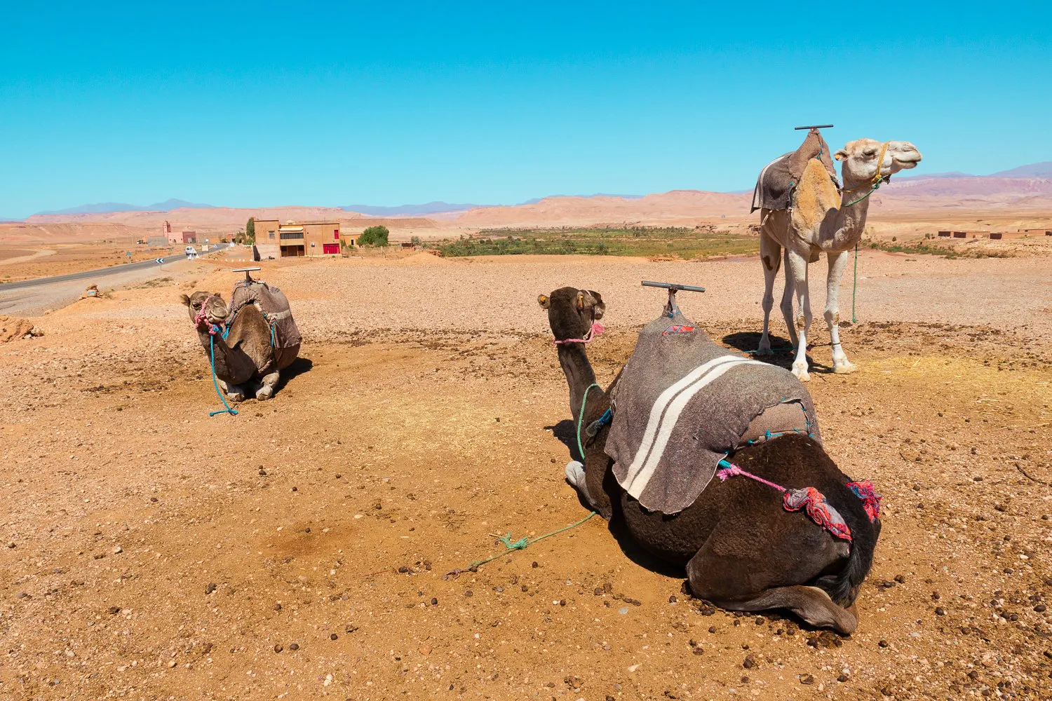 Saddled camels resting on stony ground beside a road, with hills on the horizon