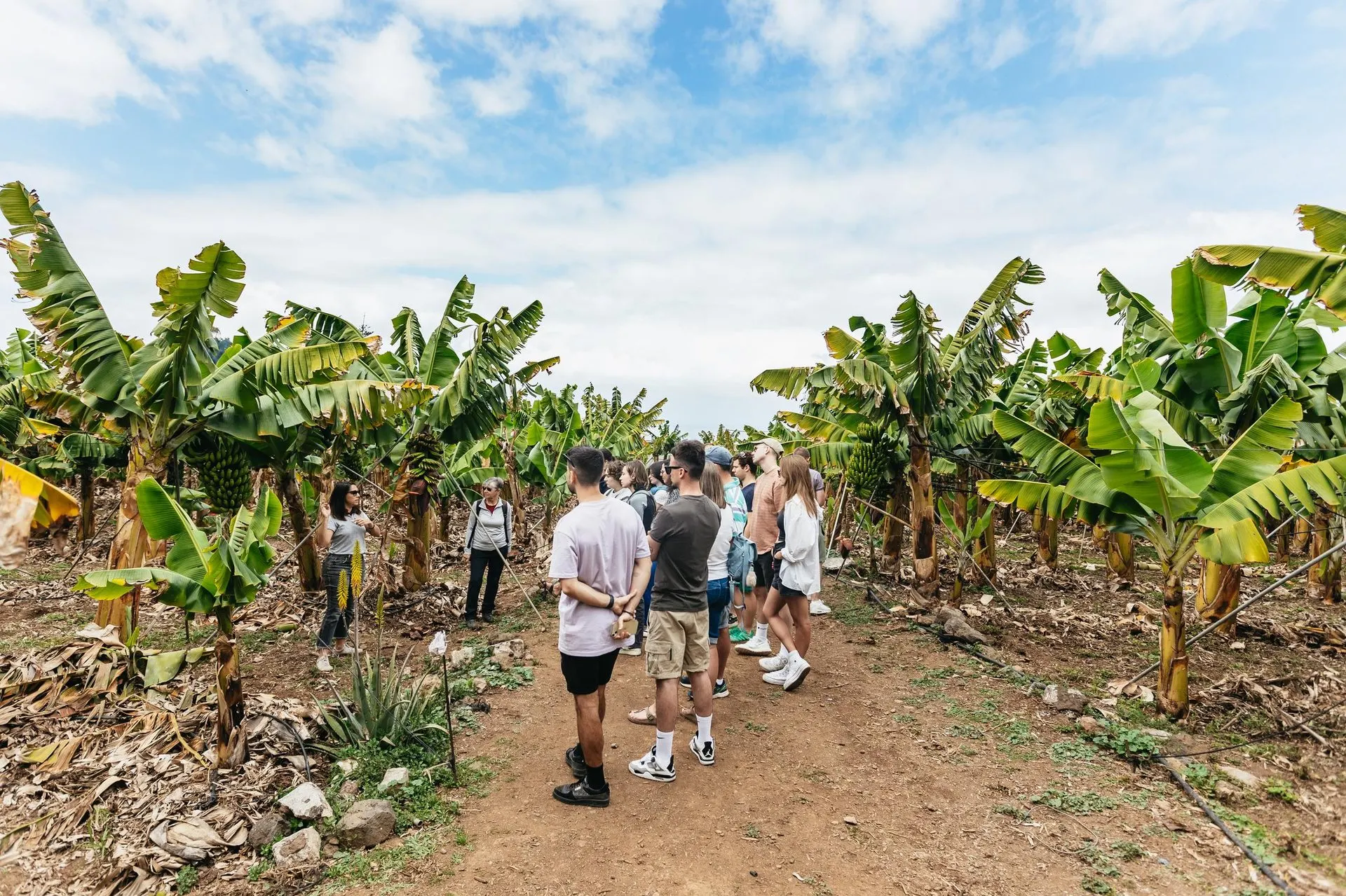 A tour group walking between rows of banana plants on the farm
