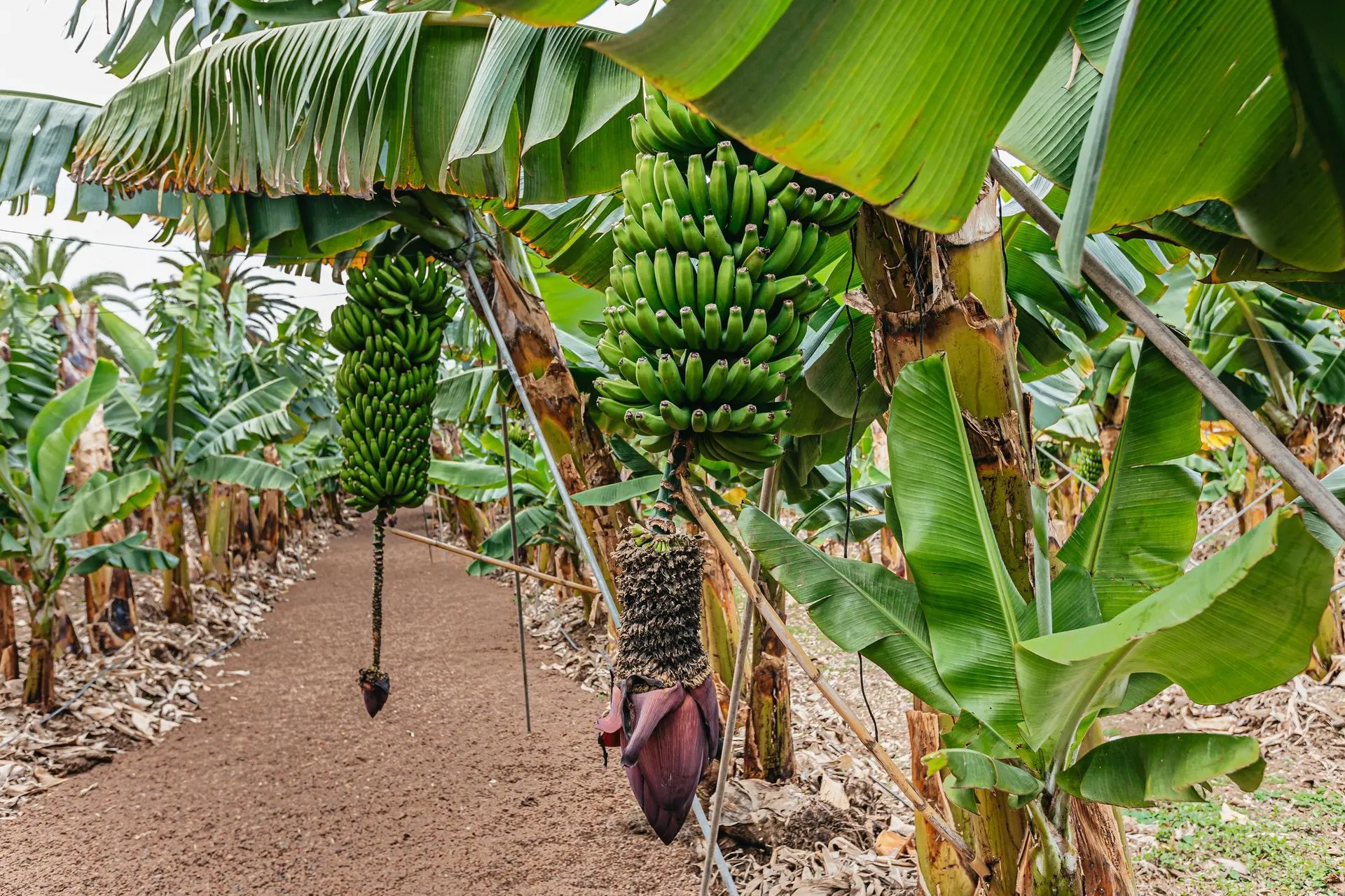 Bunches of green bananas hanging among the leaves