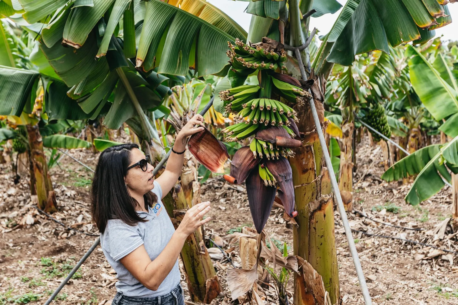 A visitor holding a bunch of bananas on the plant