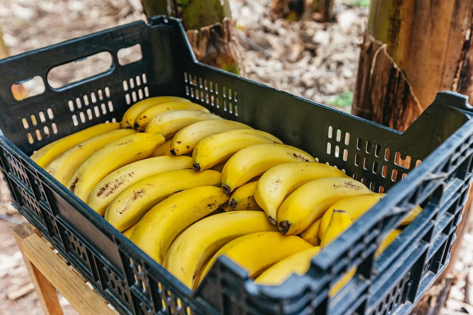A crate of ripe bananas