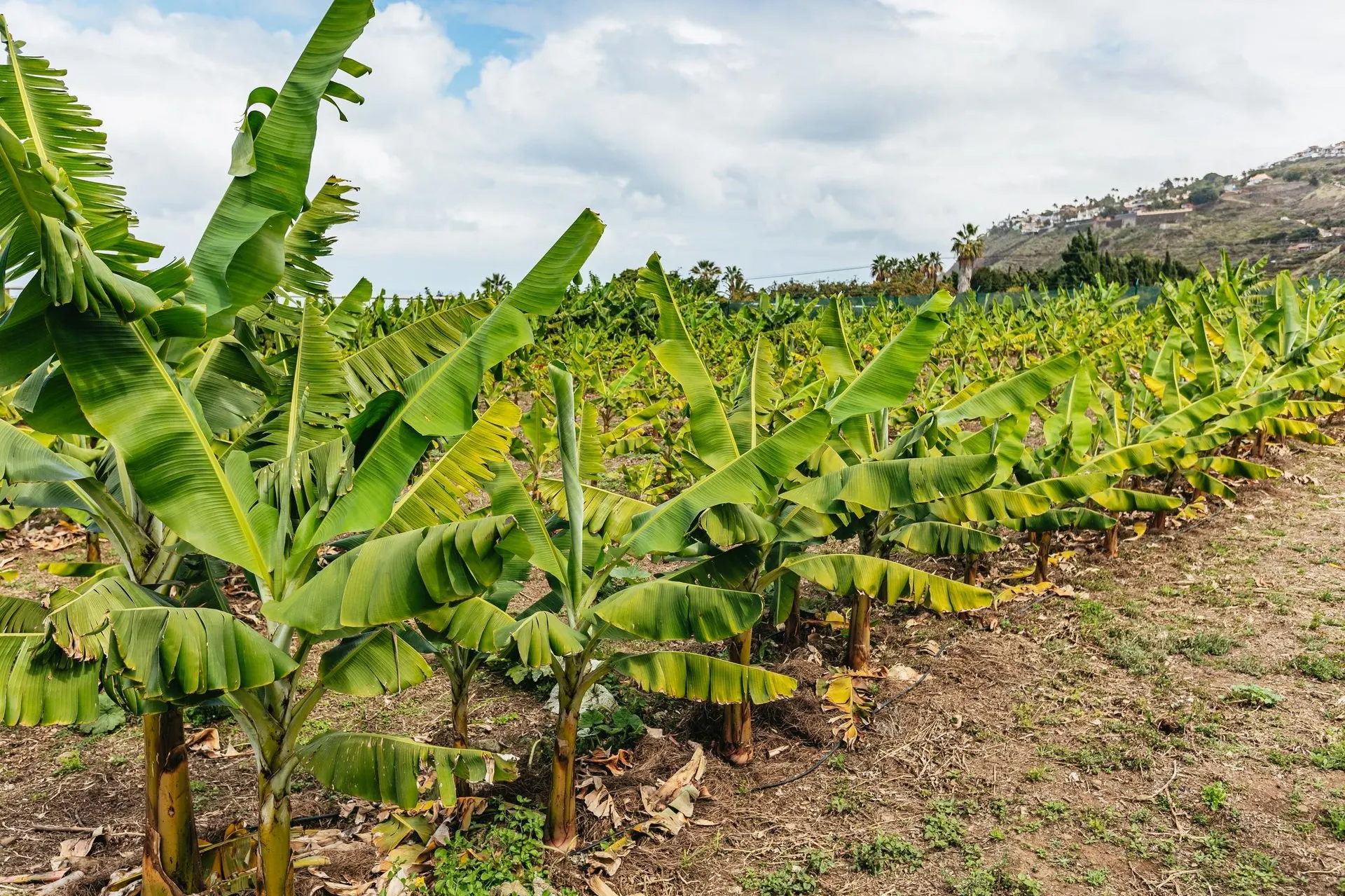 Rows of banana plants stretching across the farm