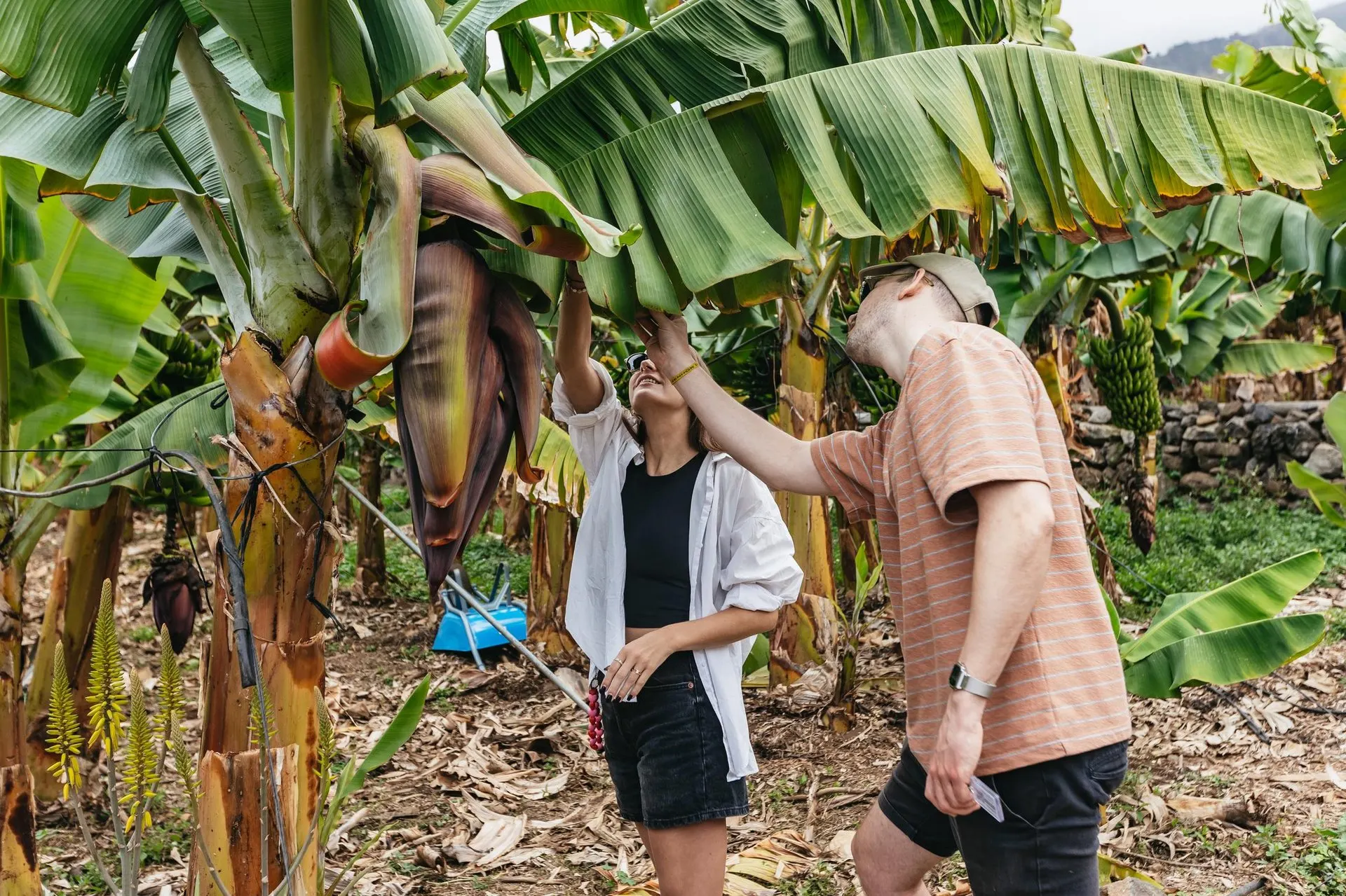 Visitors looking at a banana flower