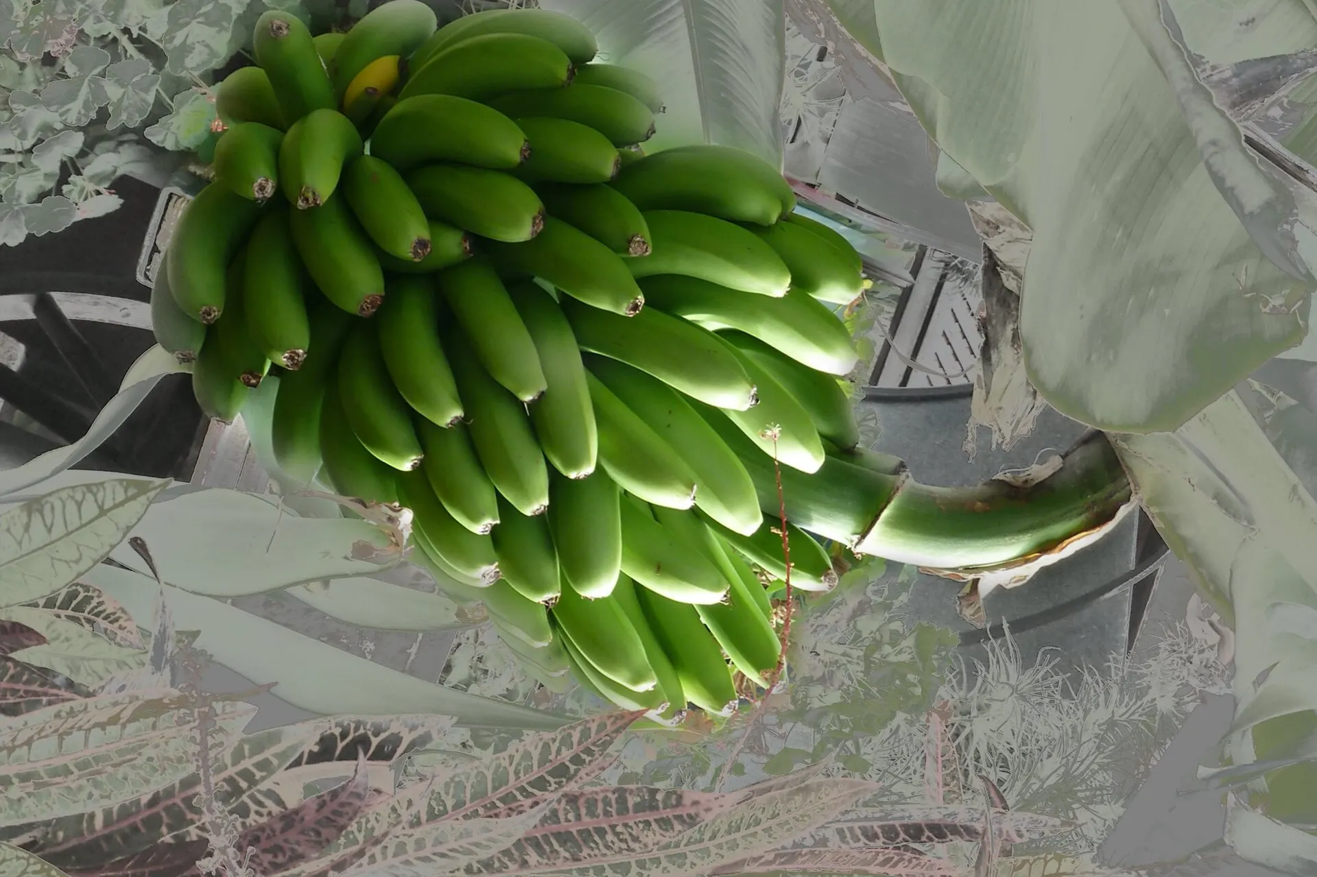 A bunch of green bananas on the plant near Puerto de la Cruz