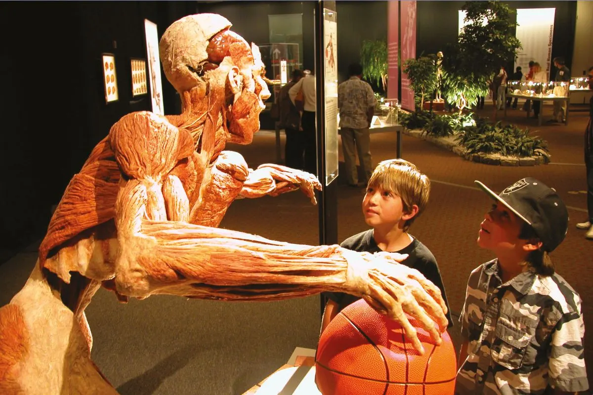 Two boys looking up at a plastinated basketball player, the muscles of the body exposed, in a Body Worlds exhibition