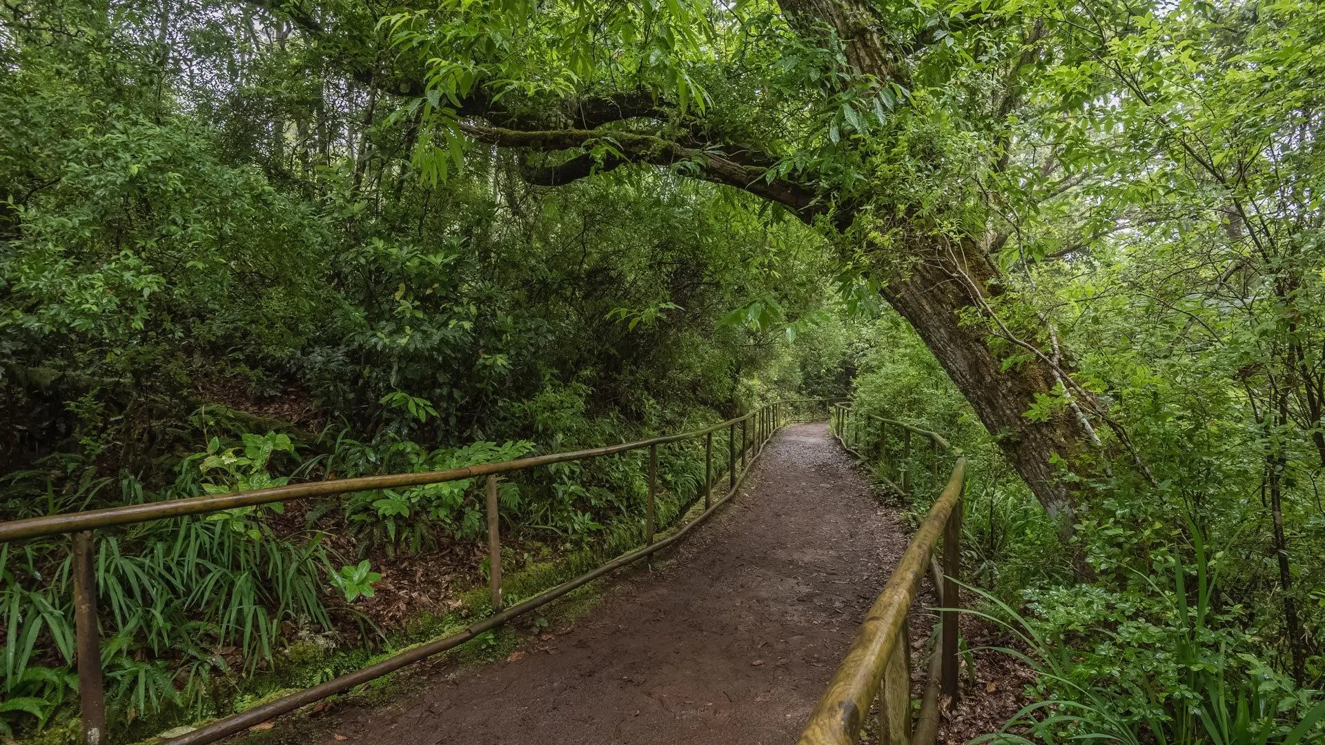 A wide earth path with wooden railings under an arch of laurel forest trees