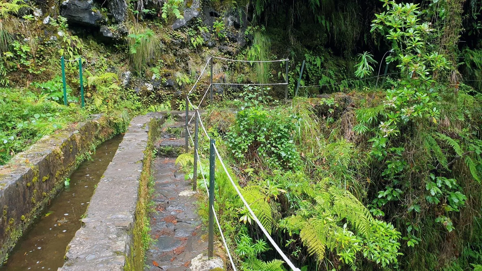 The levada channel and a narrow stone walkway with a cable handrail, among ferns and forest plants
