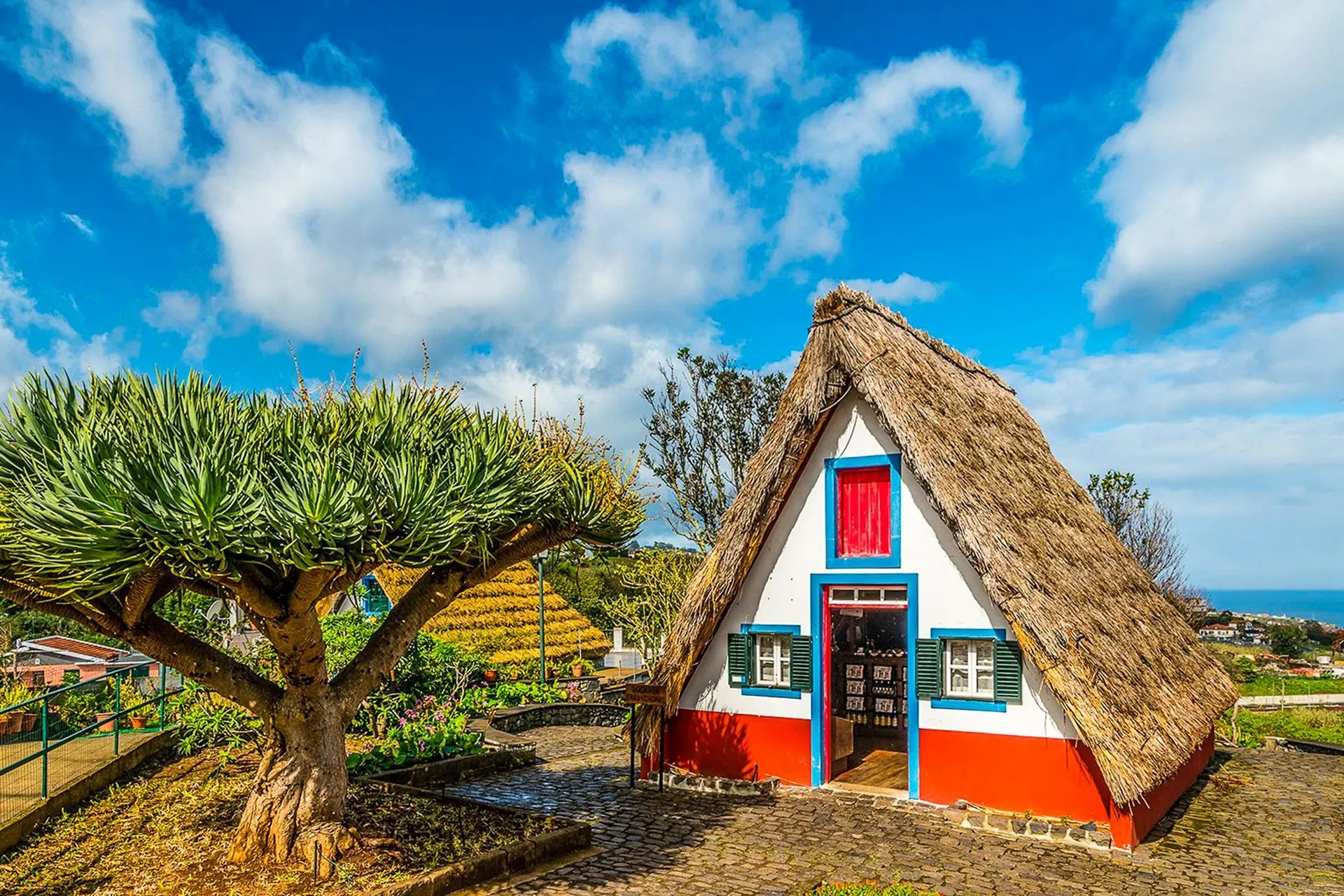 A traditional triangular Santana house with a thatched roof, white walls, a red door and blue trim, beside a dragon tree on a cobbled path