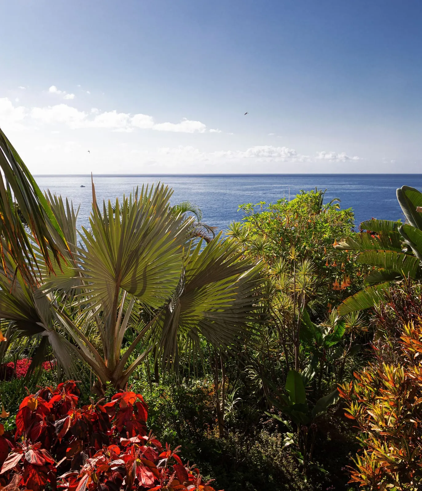 Reid's Palace, A Belmond Hotel: Subtropical garden planting above the sea