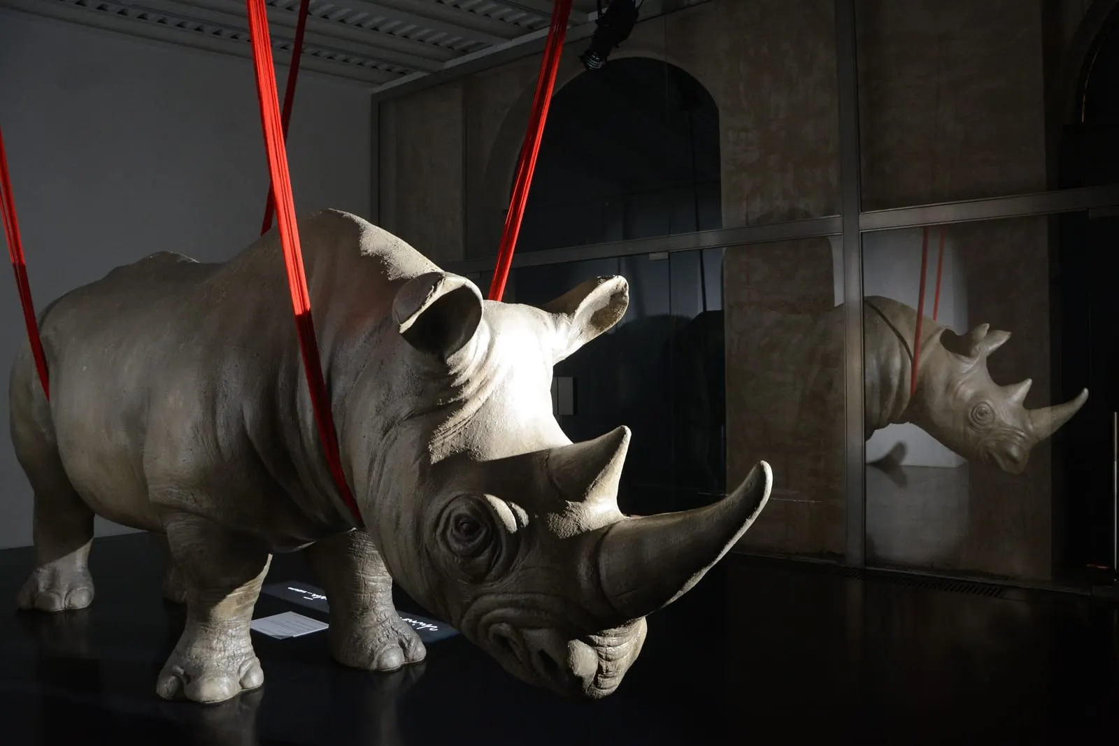 Rhinoceros Roma: The rhinoceros the building is named for