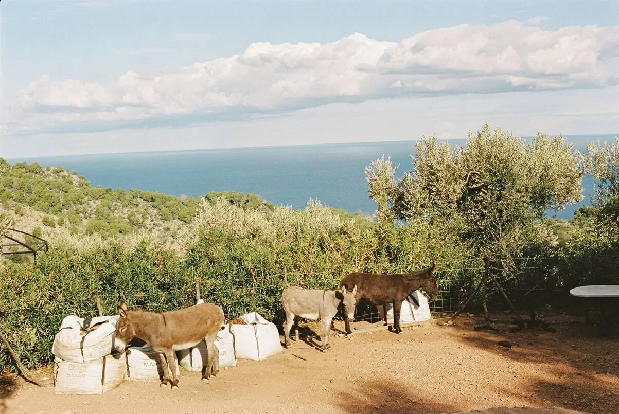 La Residencia, A Belmond Hotel: The resident donkeys, with the sea beyond