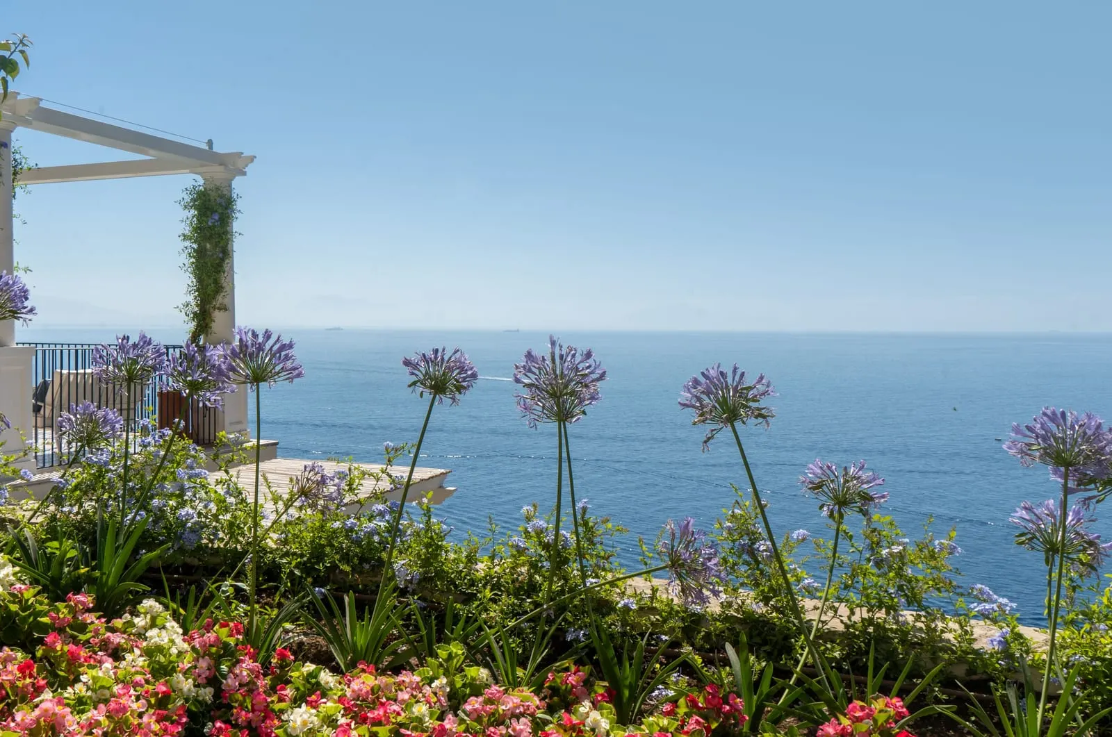 Borgo Santandrea: Agapanthus in the gardens above the sea