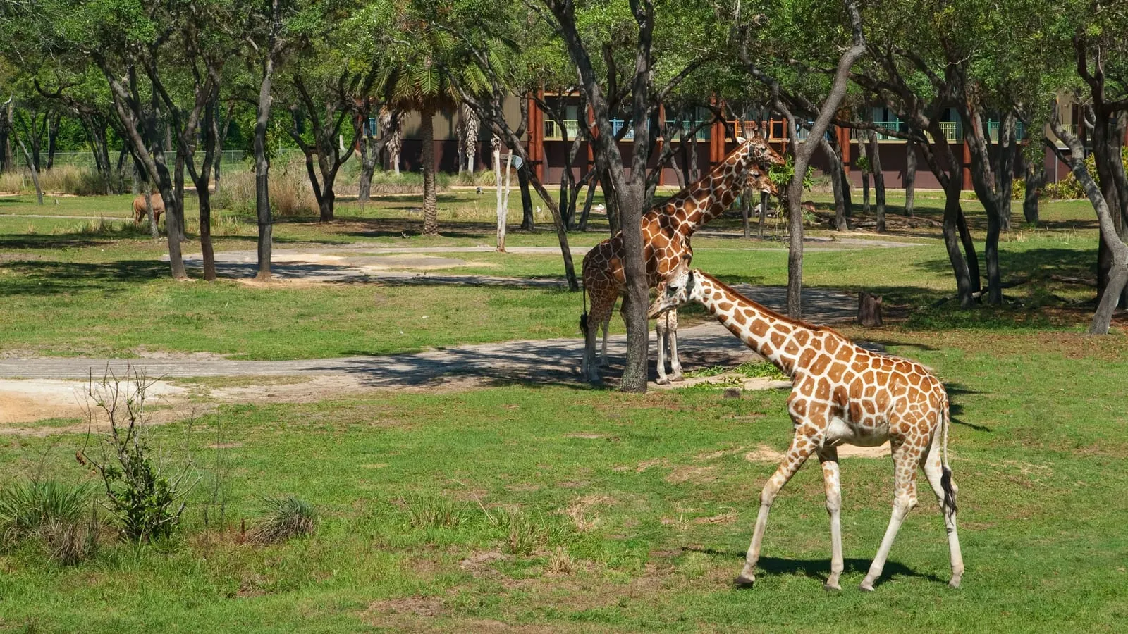 Disney's Animal Kingdom Lodge: Giraffes among the trees below the guest rooms