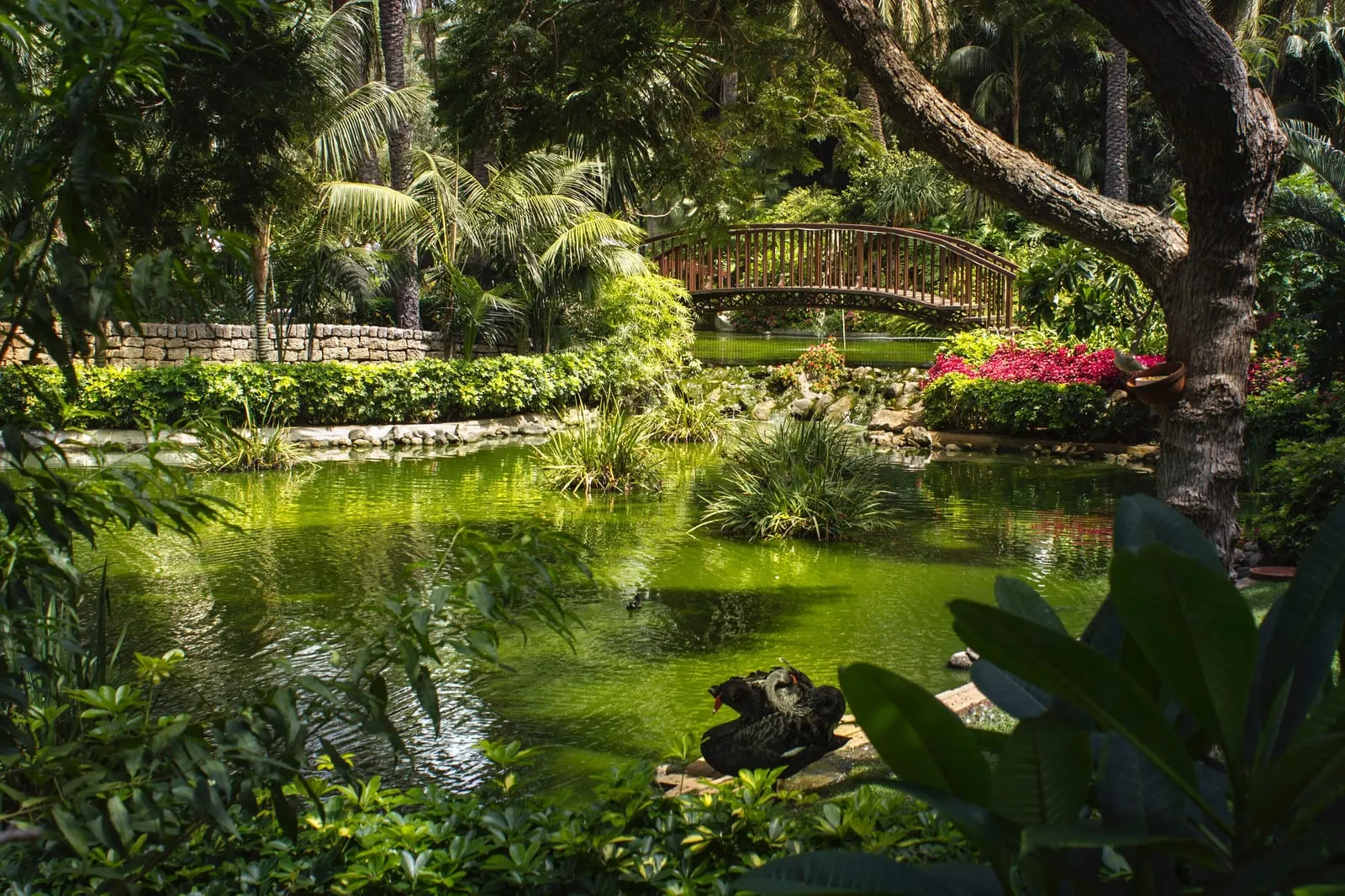 Hotel Botánico & The Oriental Spa Garden: The pond in the gardens