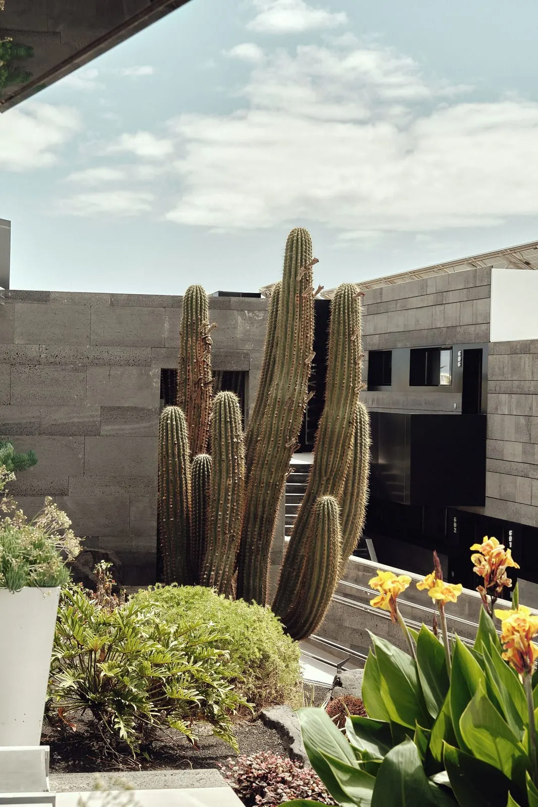 La Isla y el Mar Hotel Boutique: Cacti against the volcanic stone walls