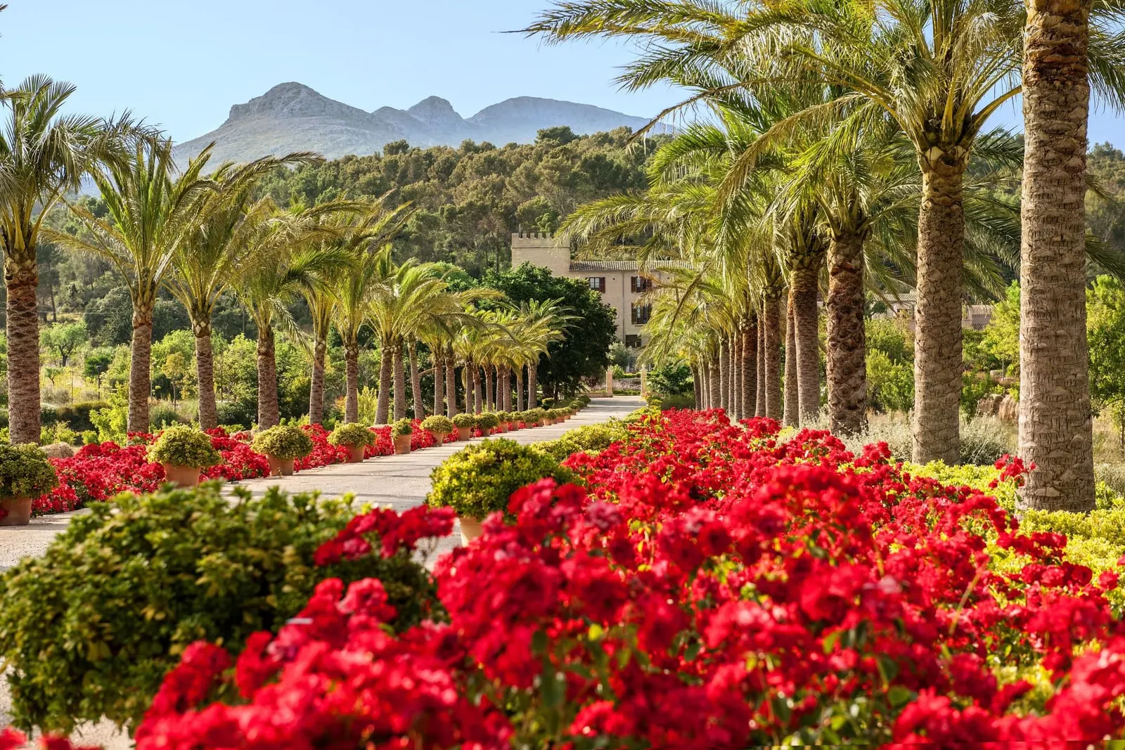 Castell Son Claret: The palm avenue, with the mountains beyond