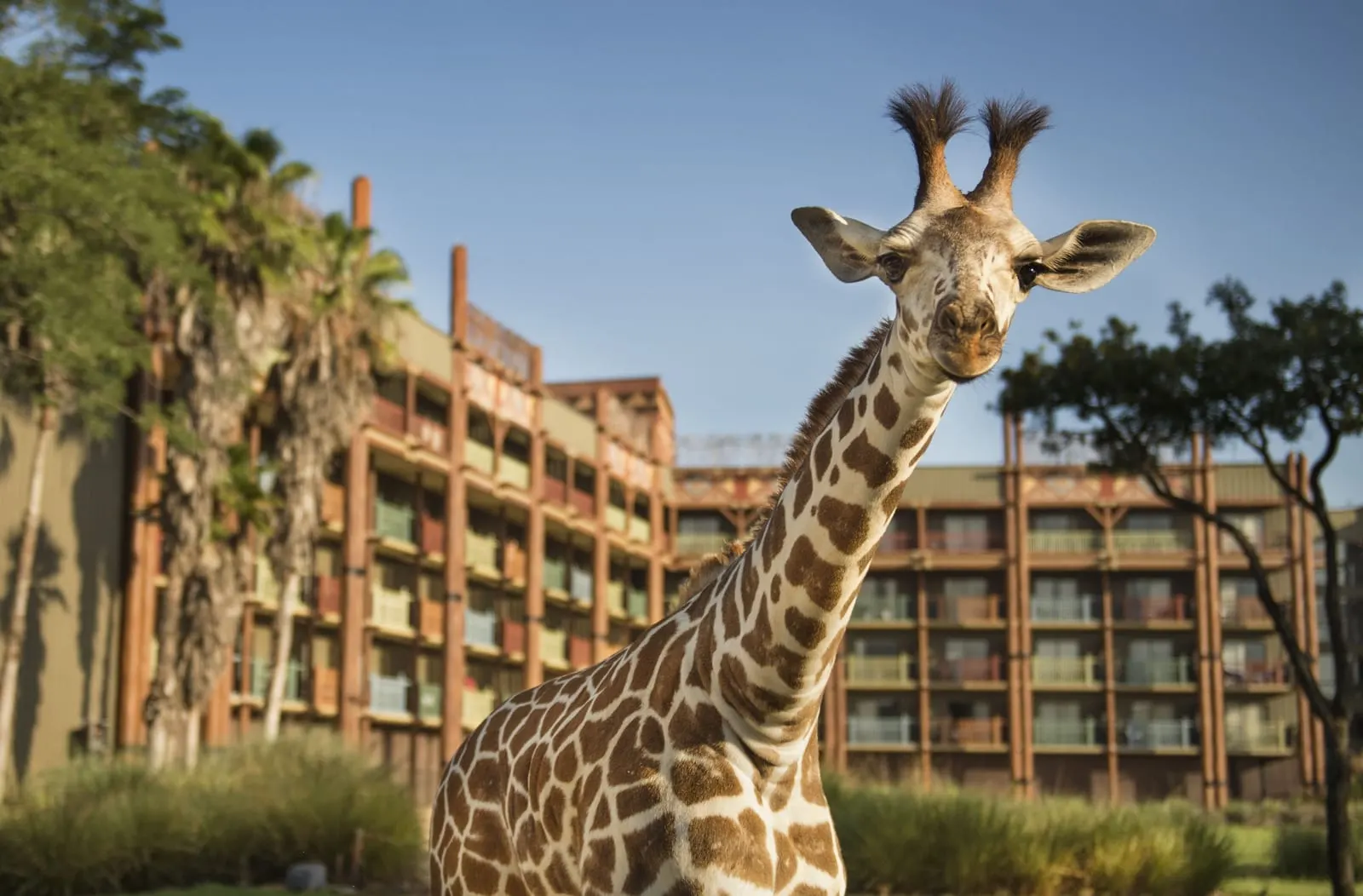 Disney's Animal Kingdom Lodge: A giraffe on the savanna below the lodge's balconies