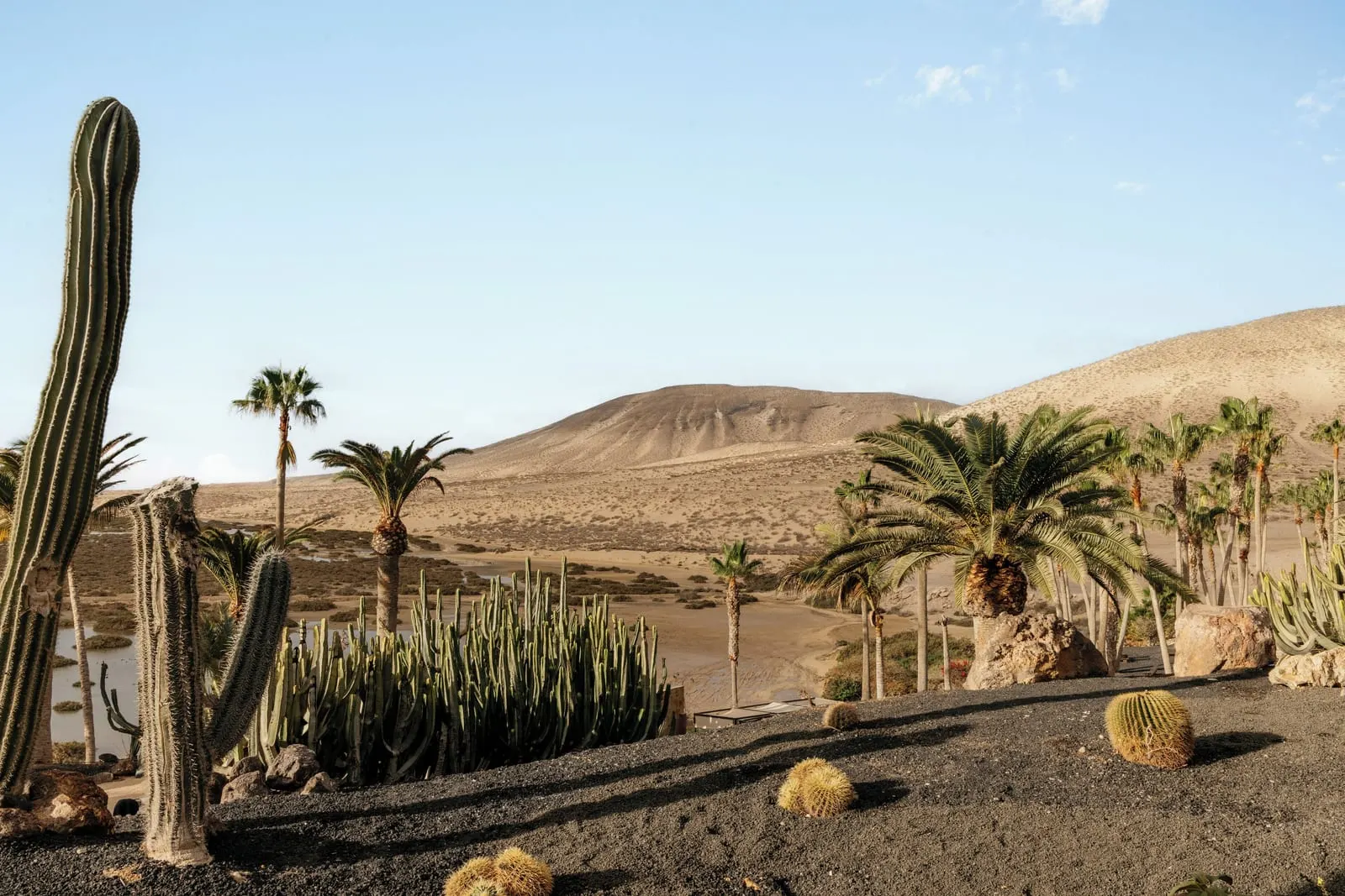 Paradisus by Meliá Fuerteventura: Cacti and palms on black volcanic gravel