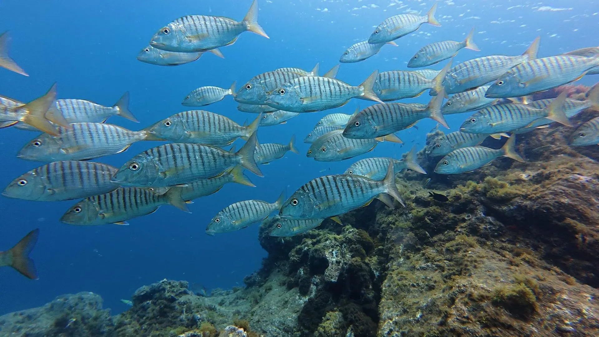 青い海の火山岩の上を泳ぐ、黒い縞模様のある銀色の魚の群れ