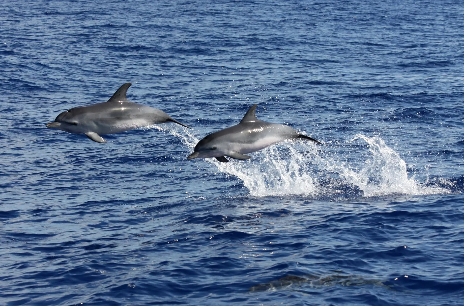 Two dolphins leaping clear of the water side by side