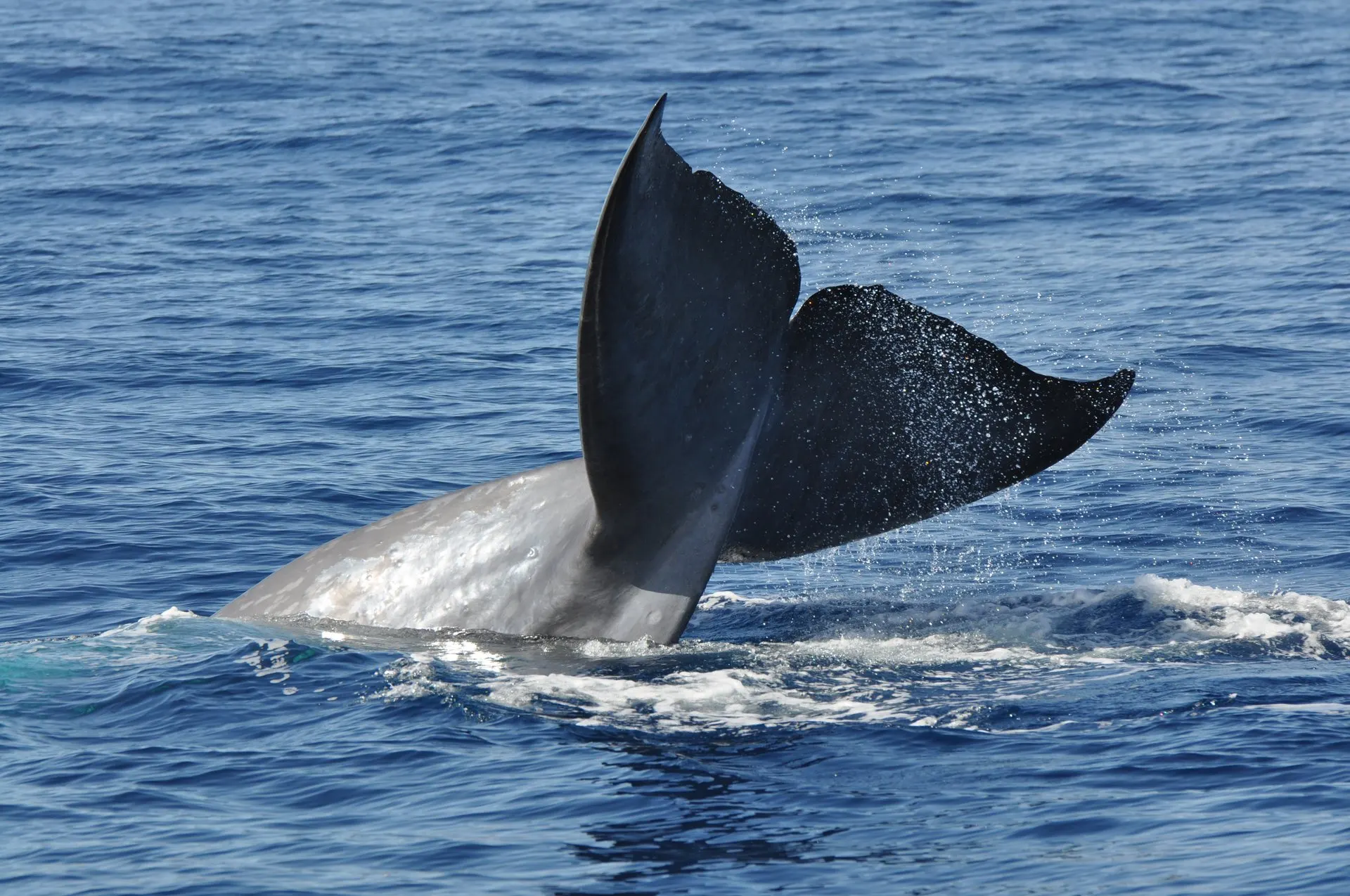 A large whale raising its tail flukes as it dives