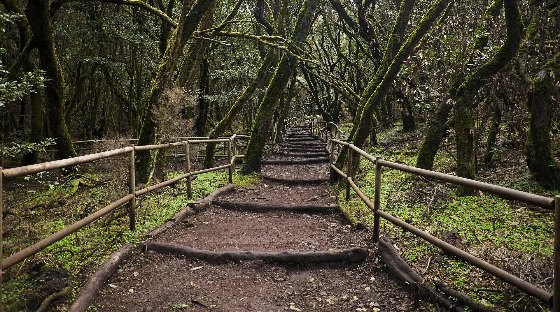A railed path through the moss covered laurel forest of Garajonay National Park.