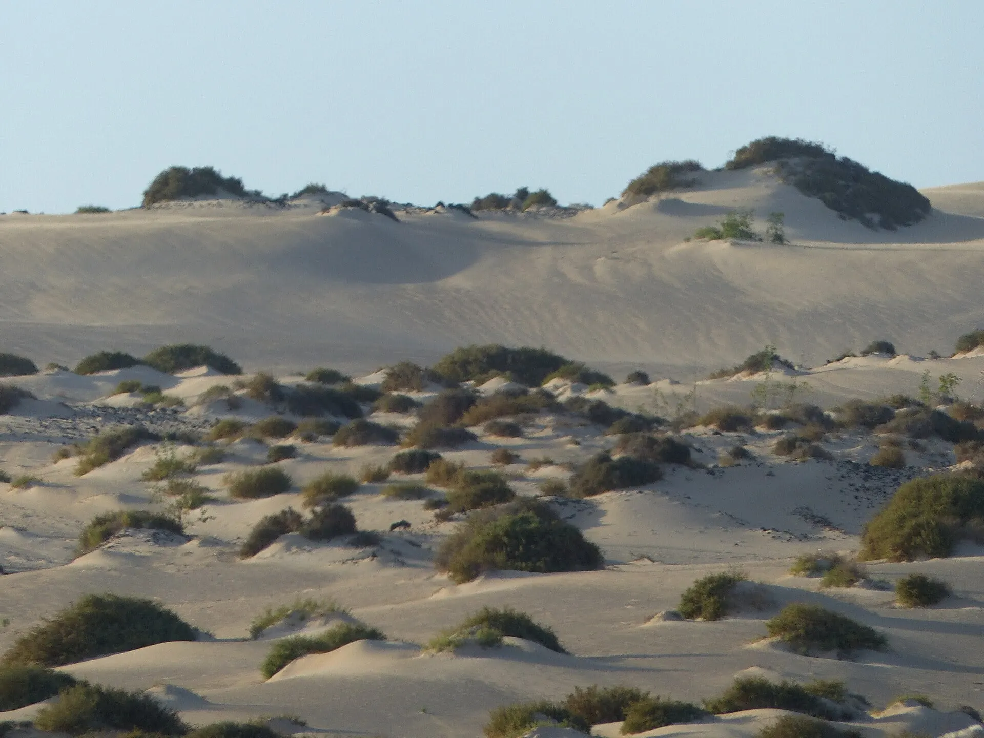 White sand dunes and low shrubs in the dunes of Corralejo on Fuerteventura