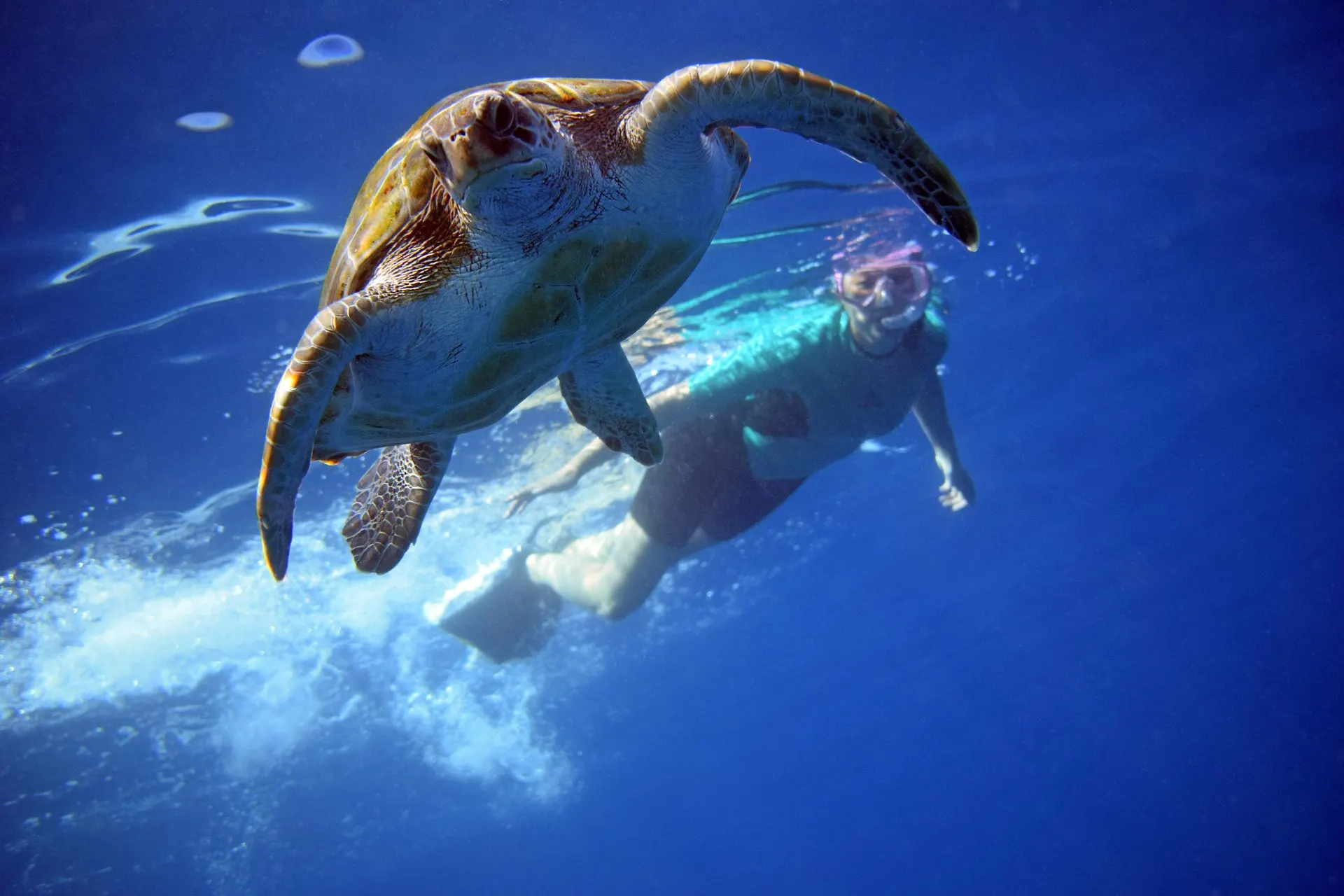 A sea turtle swimming over a snorkeller in deep blue water