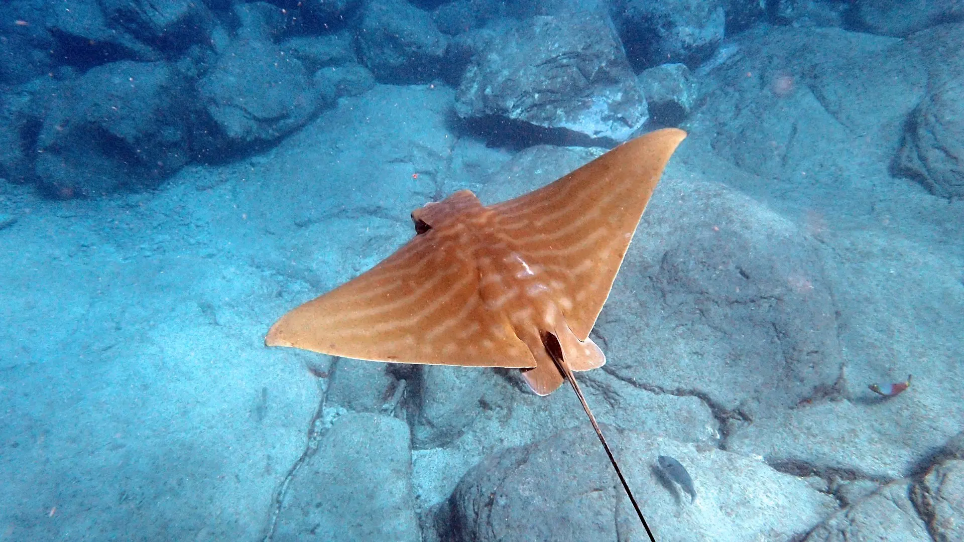 A ray gliding over the rocky seabed