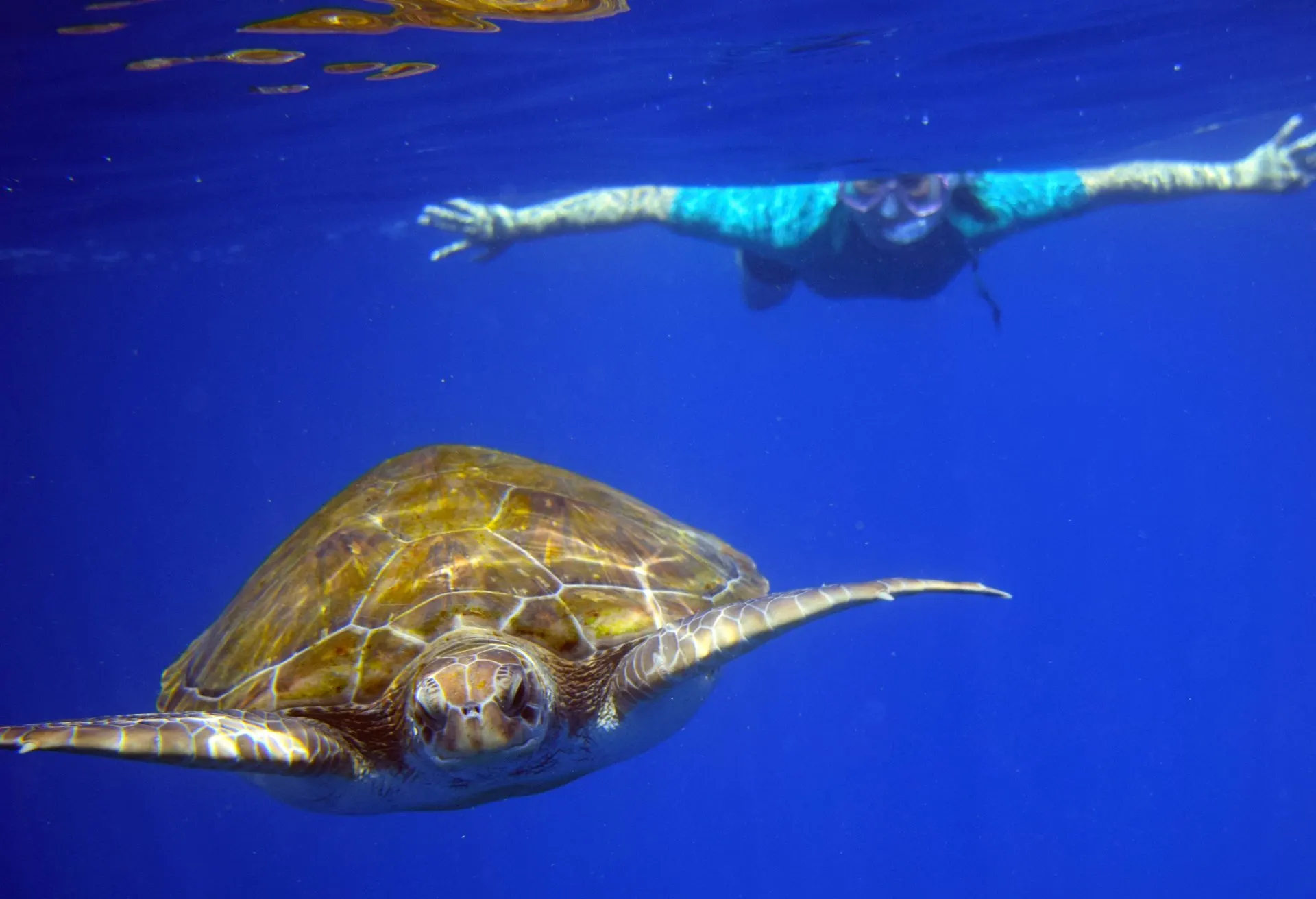 A sea turtle swimming beneath a snorkeller