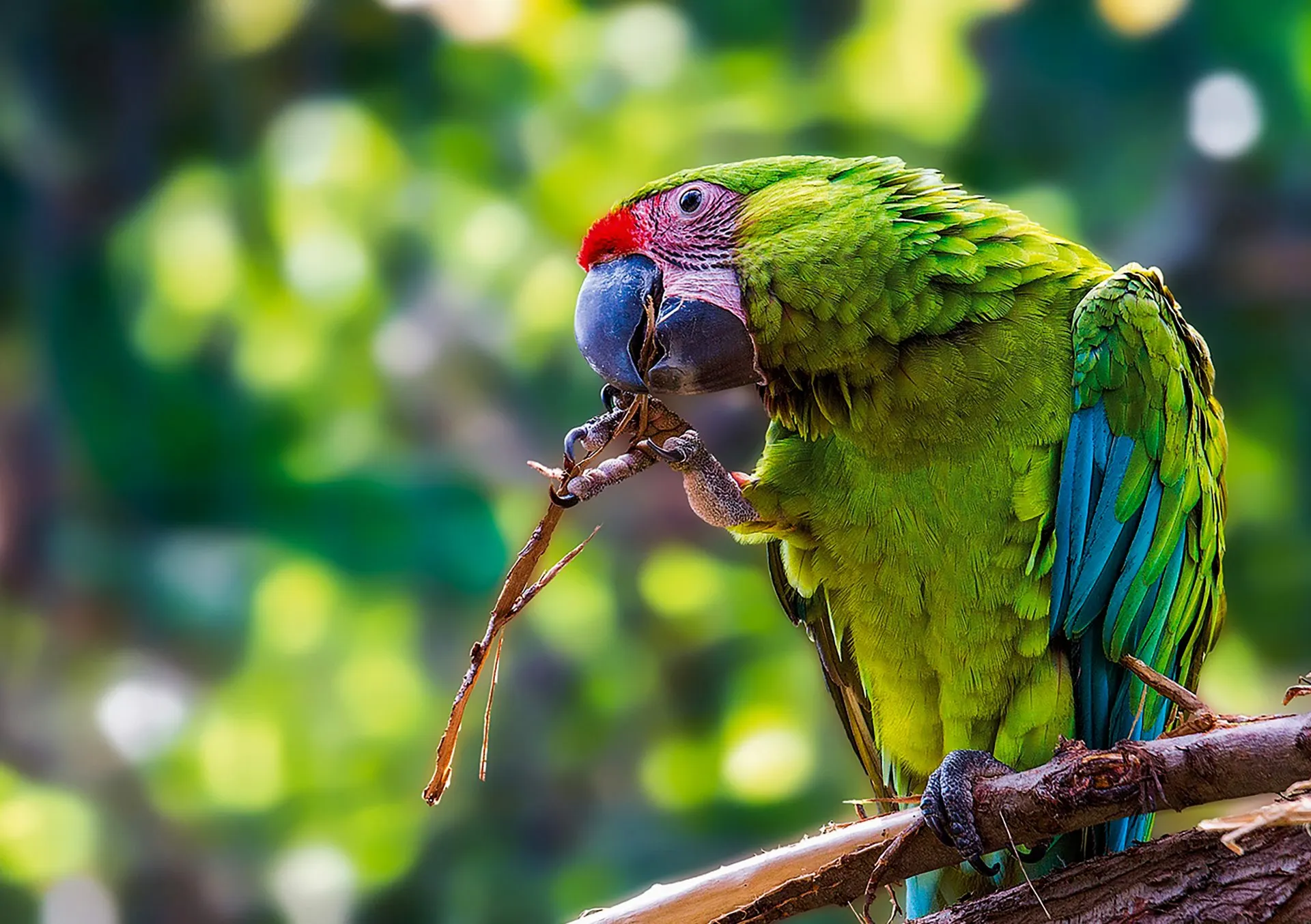 A green macaw perched on a branch