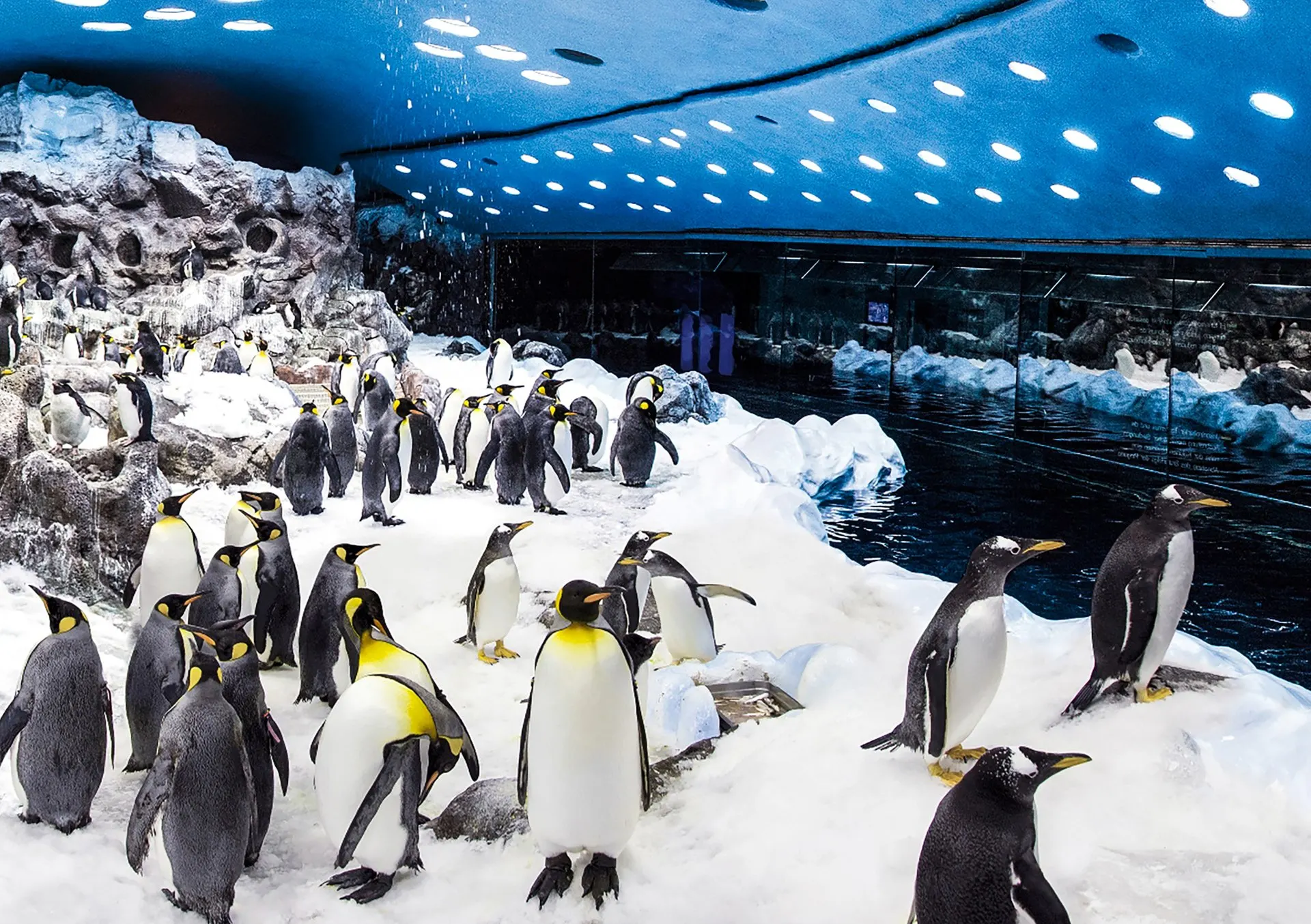 King penguins on the ice in Planet Penguin