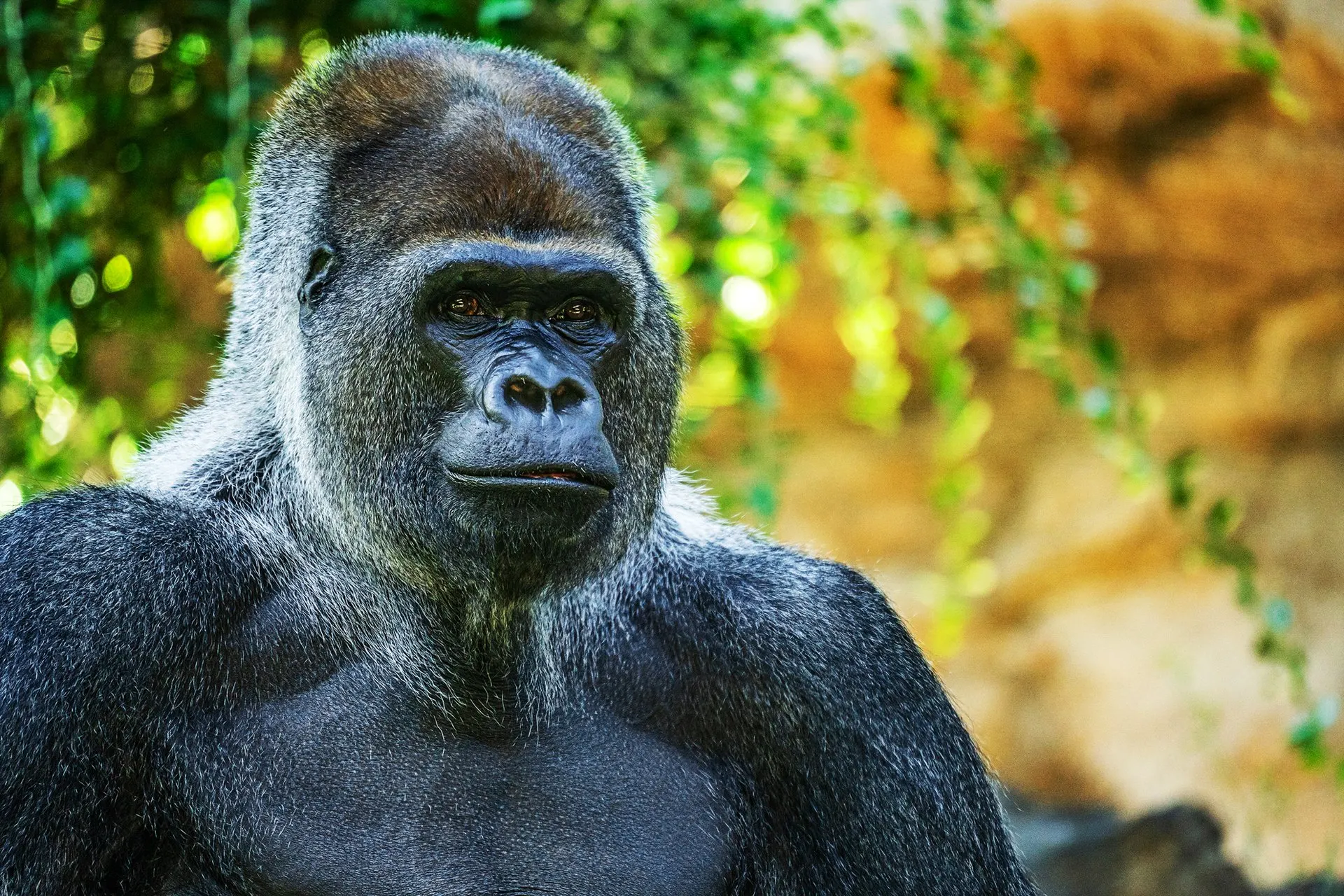A western lowland gorilla