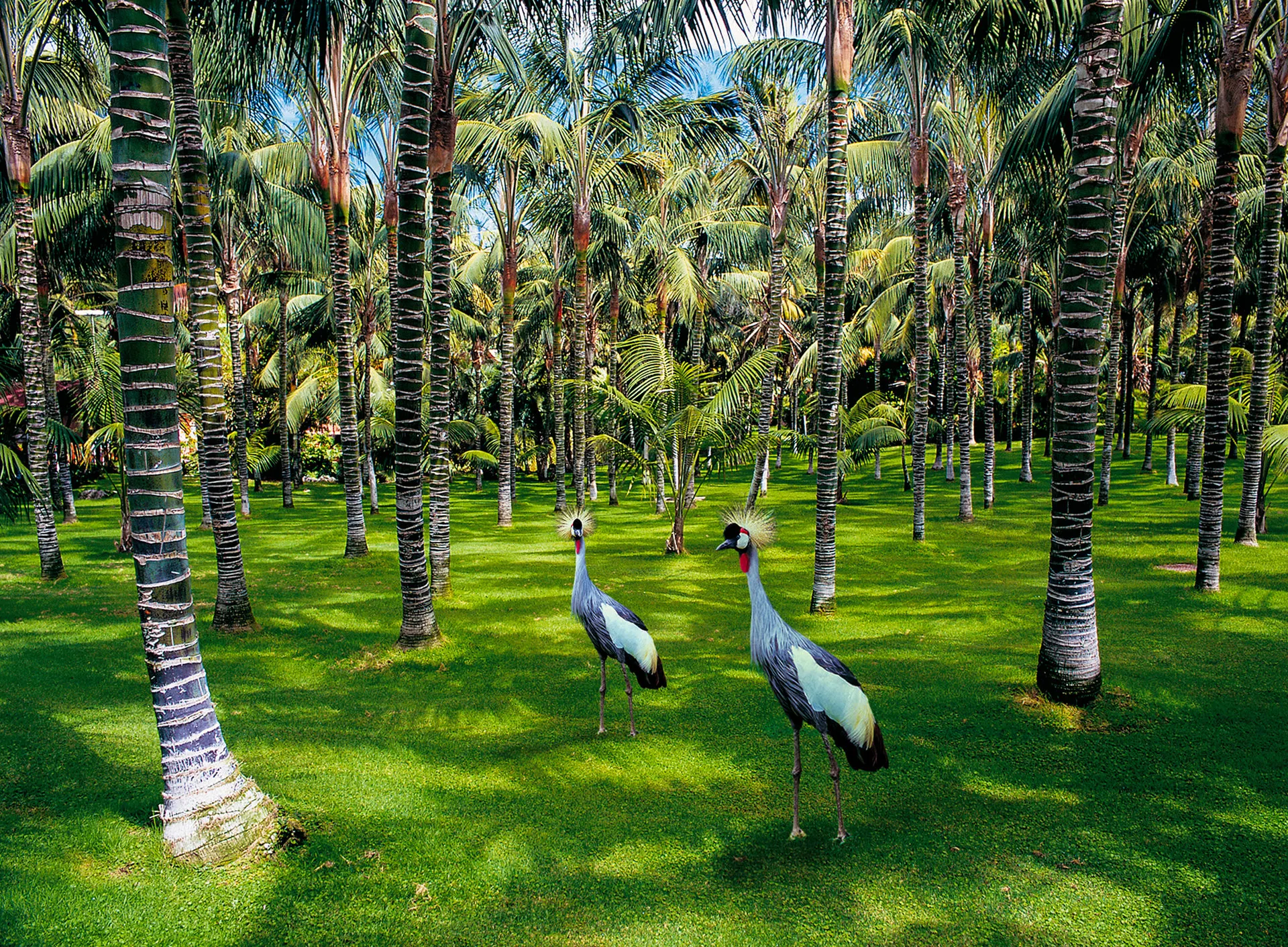 Crowned cranes in a palm garden