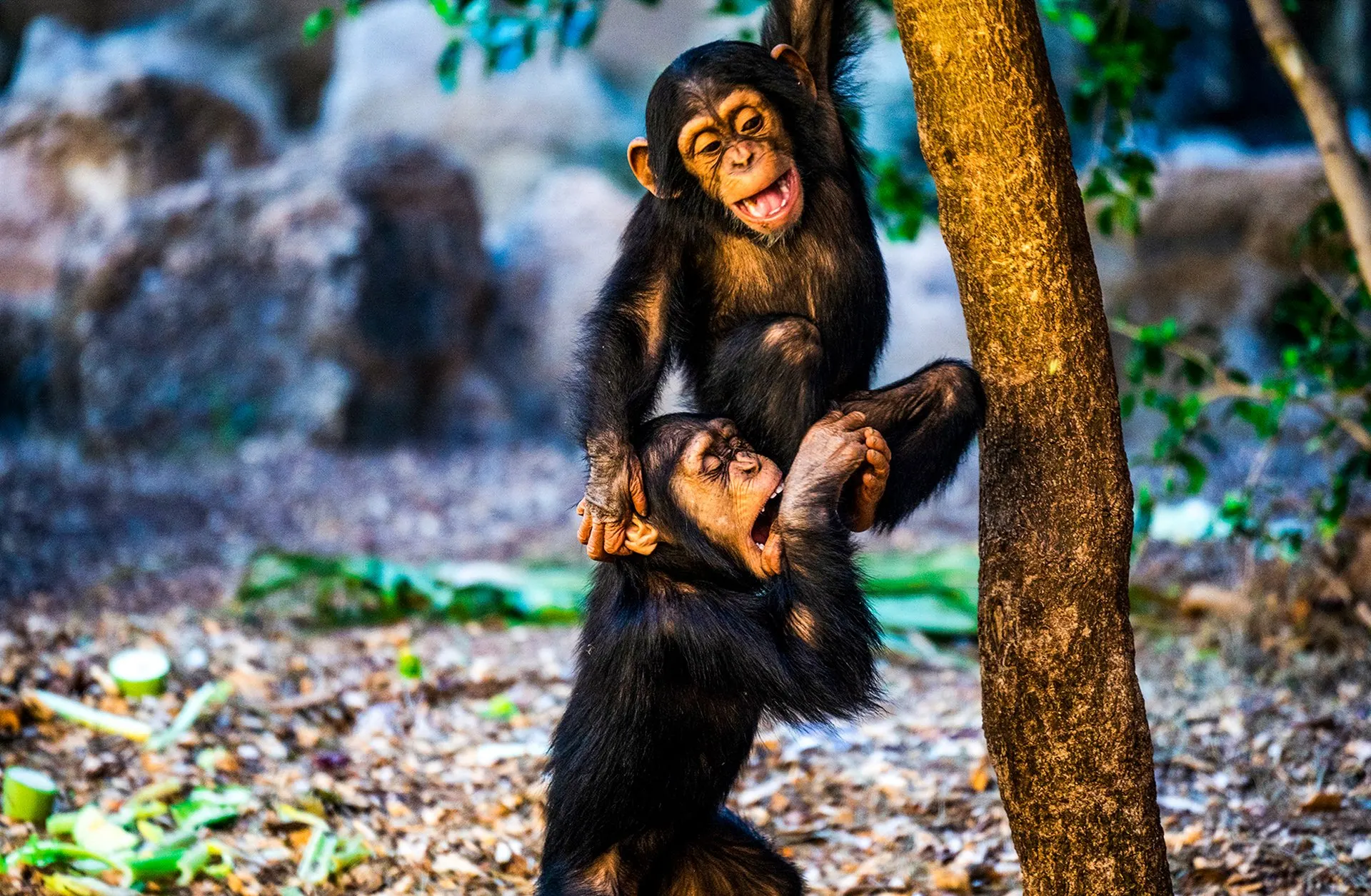 Two young chimpanzees playing by a tree