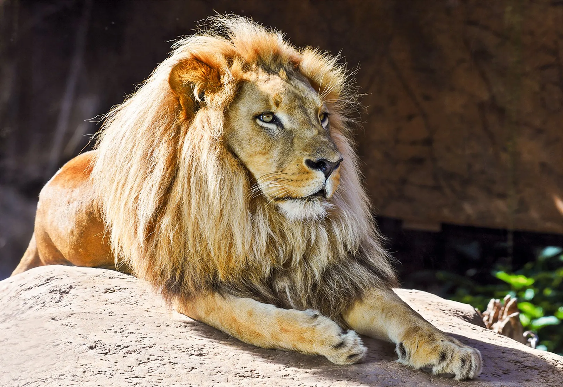 A lion resting on a rock