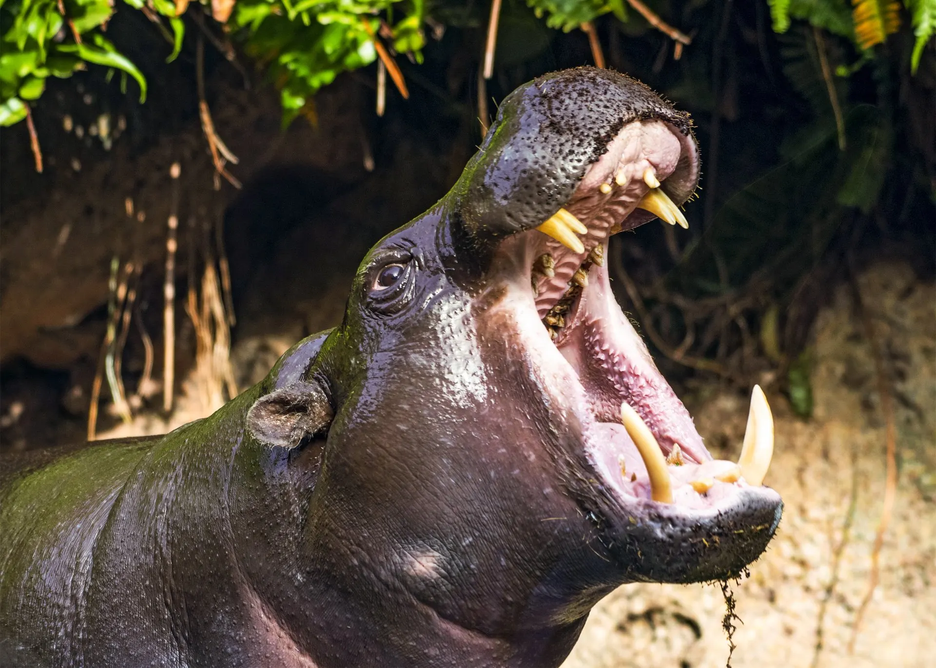 A pygmy hippo with its mouth wide open