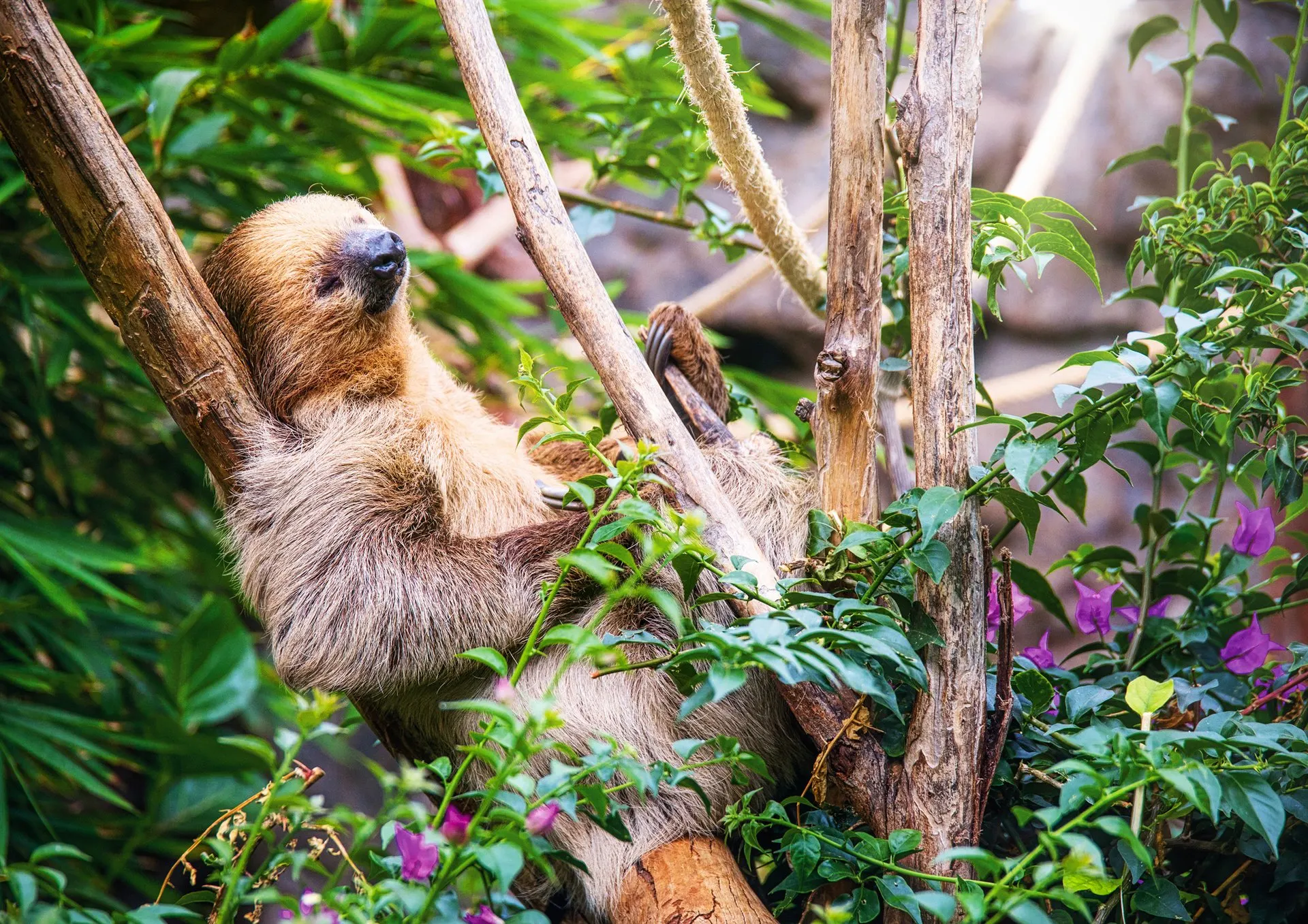 A sloth climbing among the branches