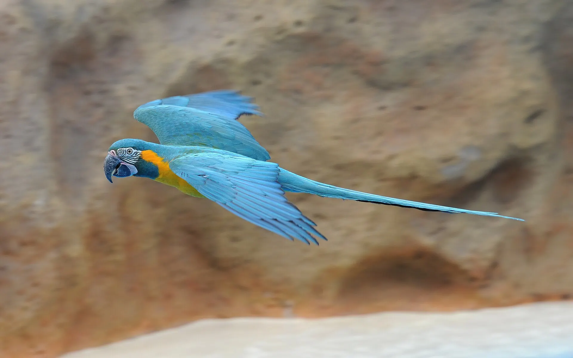 A blue-throated macaw in flight at Loro Parque