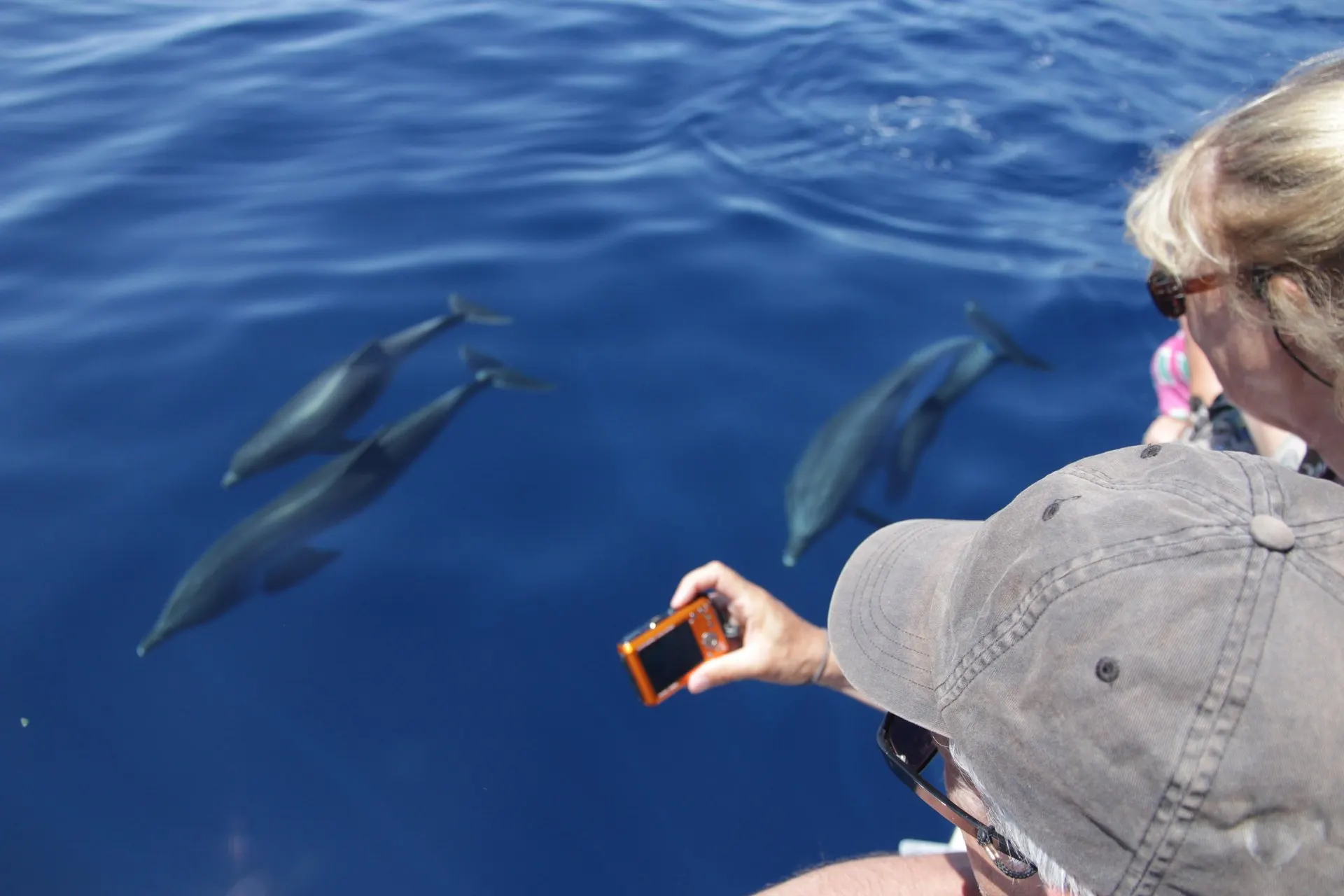 Dolphins swimming just under the surface as a passenger takes a photo