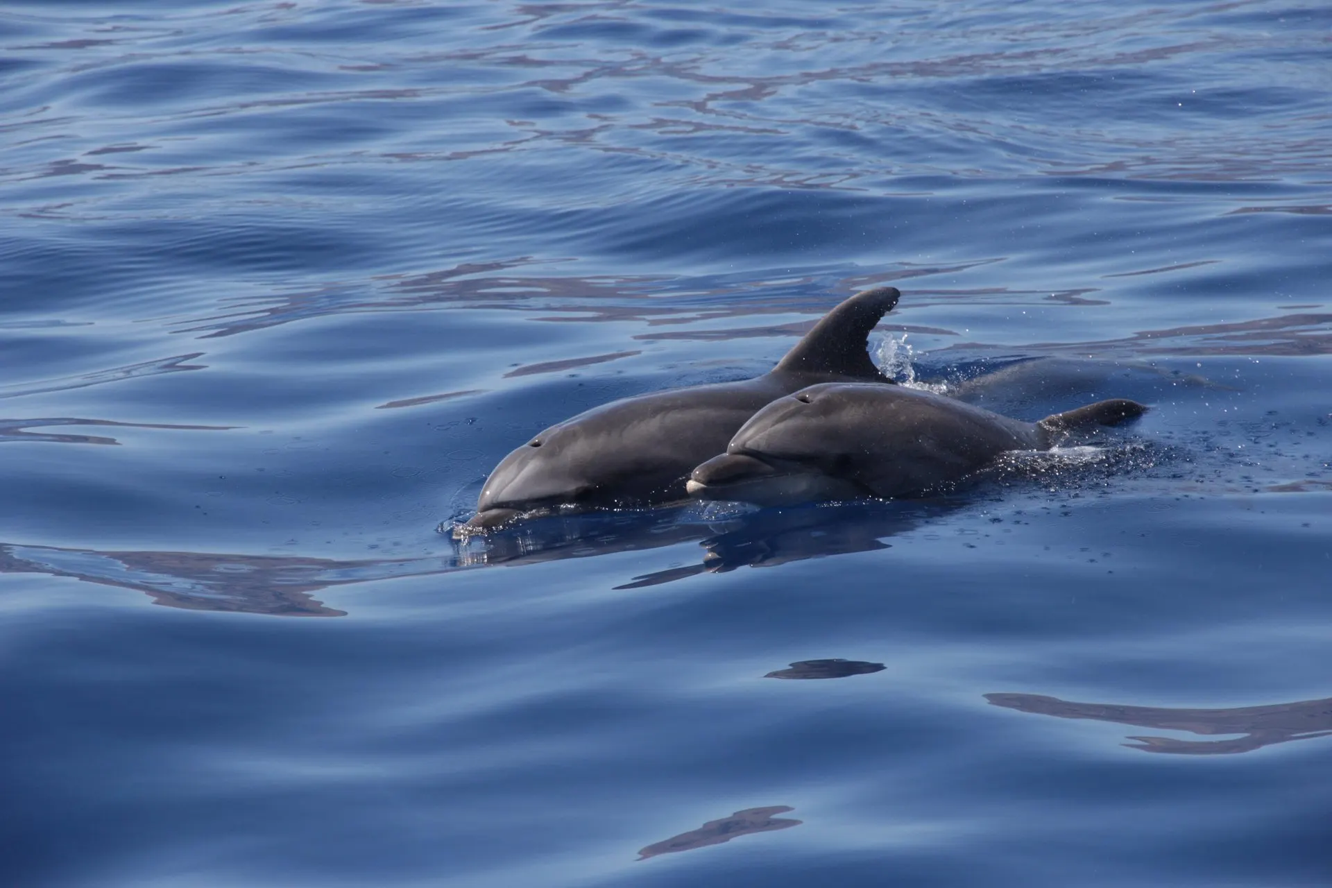 Two pilot whales surfacing side by side