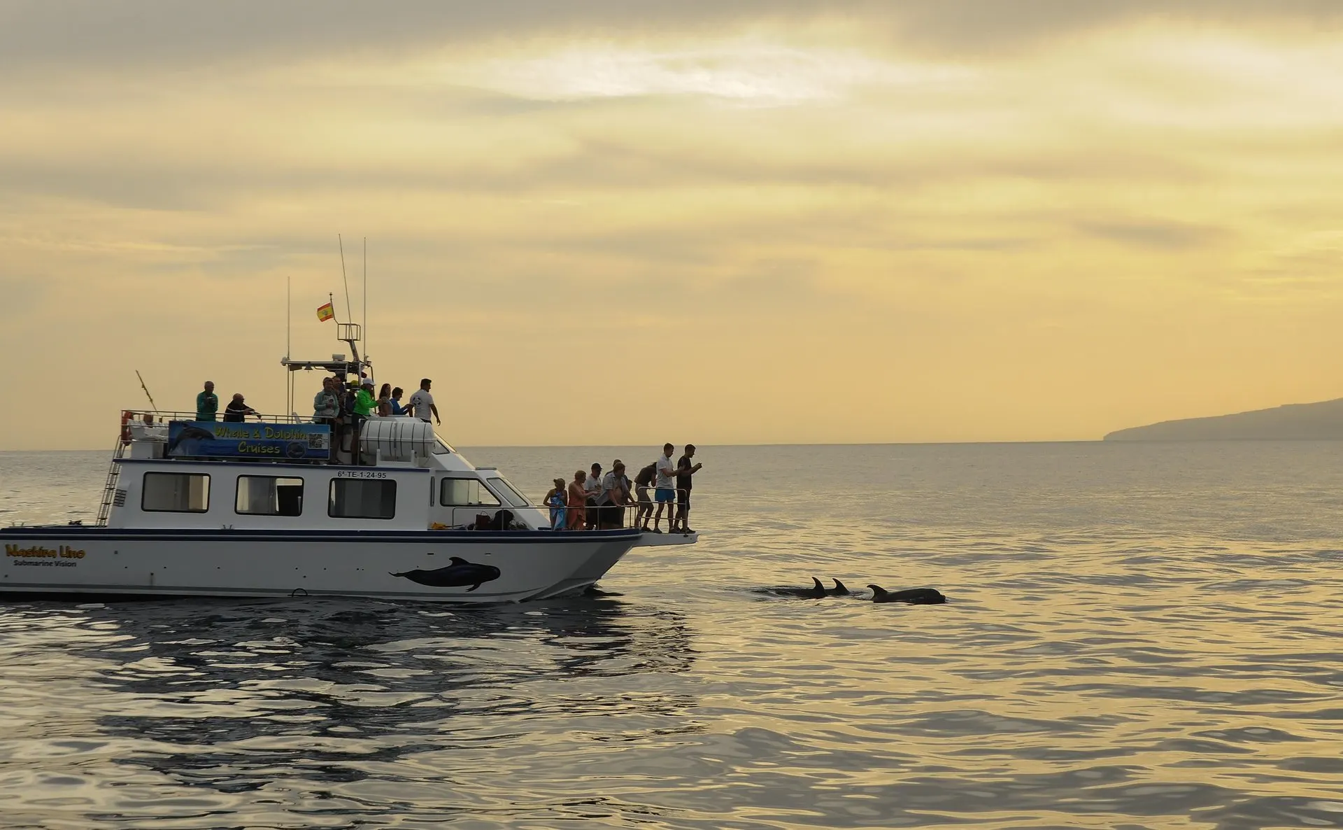 A whale watching boat at sunset with dolphins swimming alongside