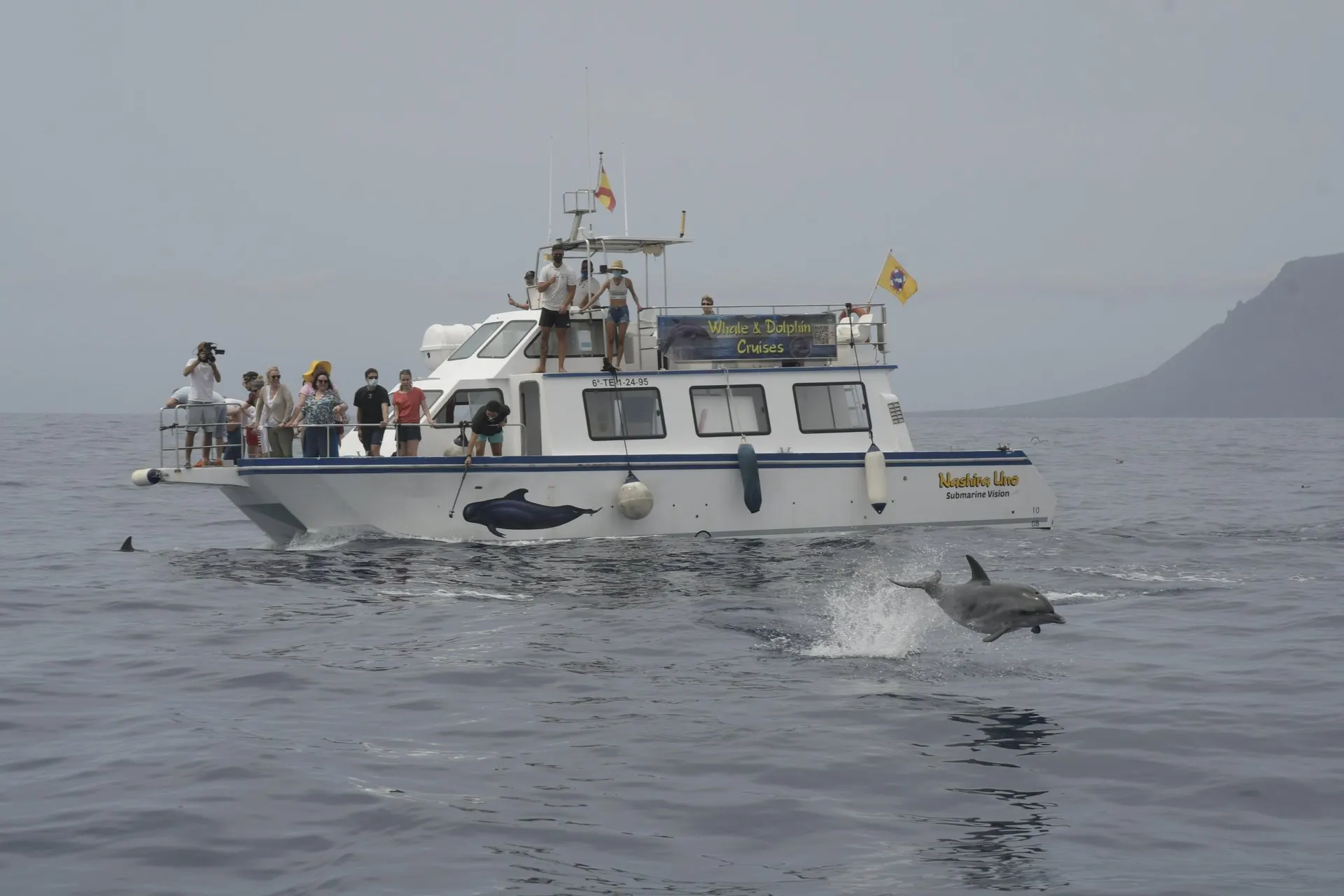 A dolphin leaping beside a whale watching boat