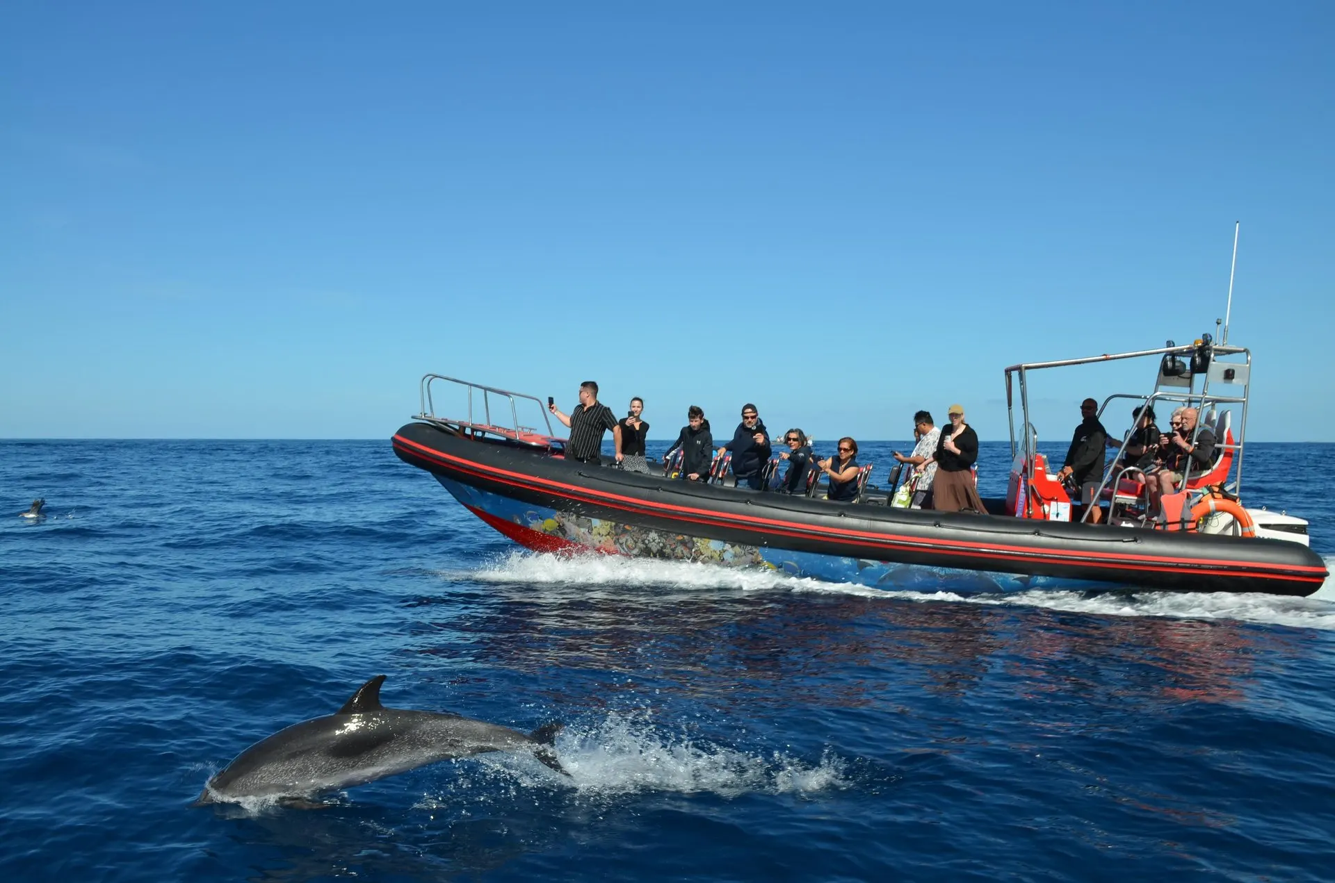 Passengers on a black and red rigid inflatable speedboat watching a dolphin leap beside it