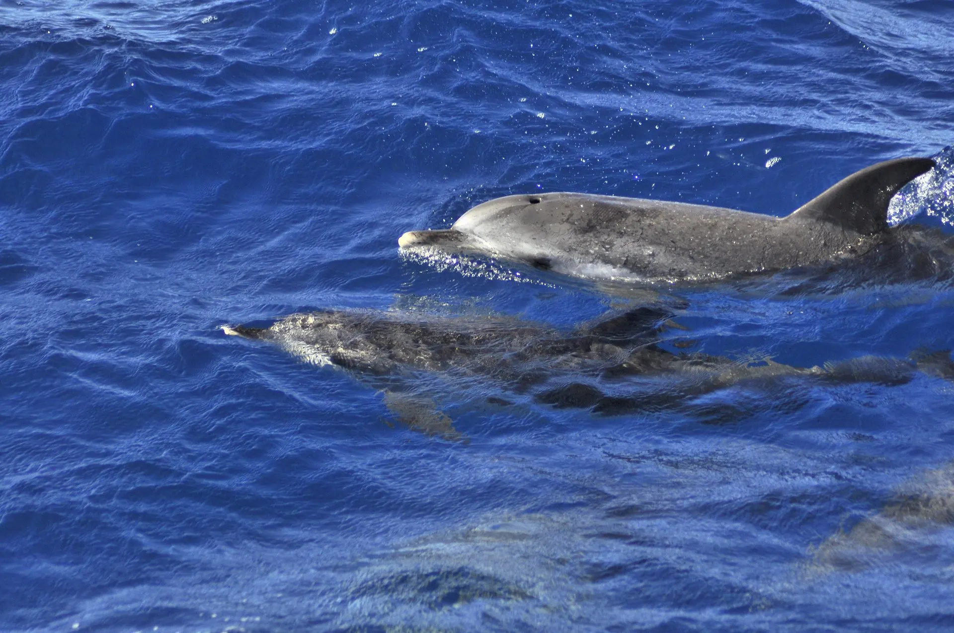 Two spotted dolphins swimming side by side just below the surface