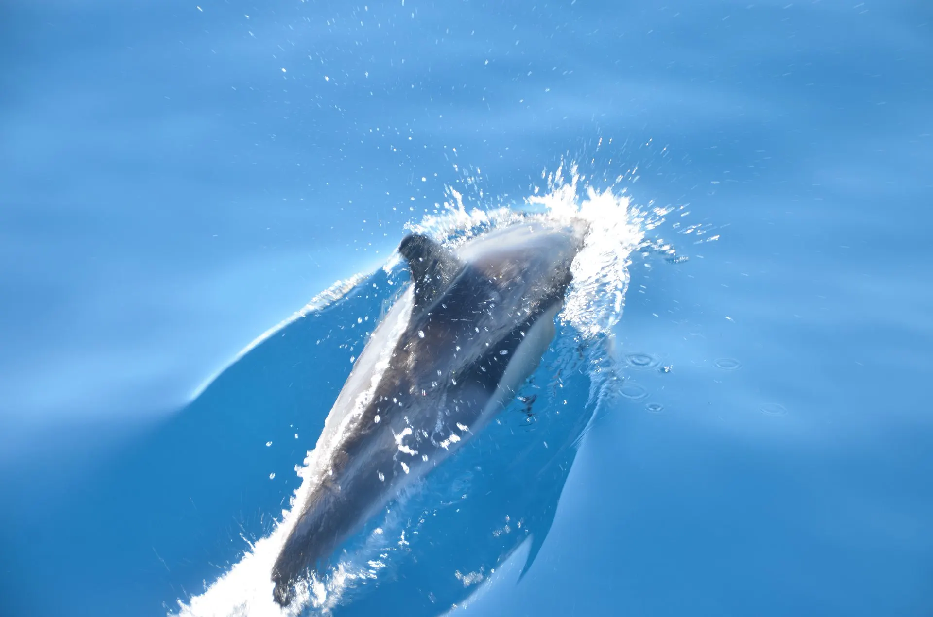A dolphin breaking the surface of calm blue water
