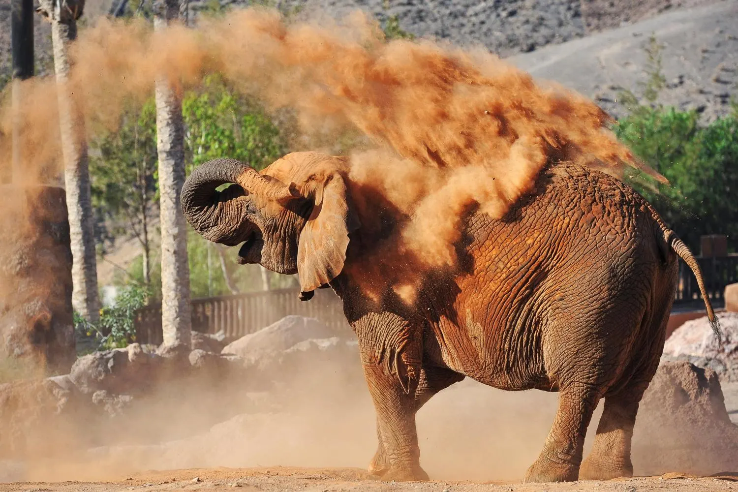An African elephant throwing red dust over its back, with palms and a bare hillside behind